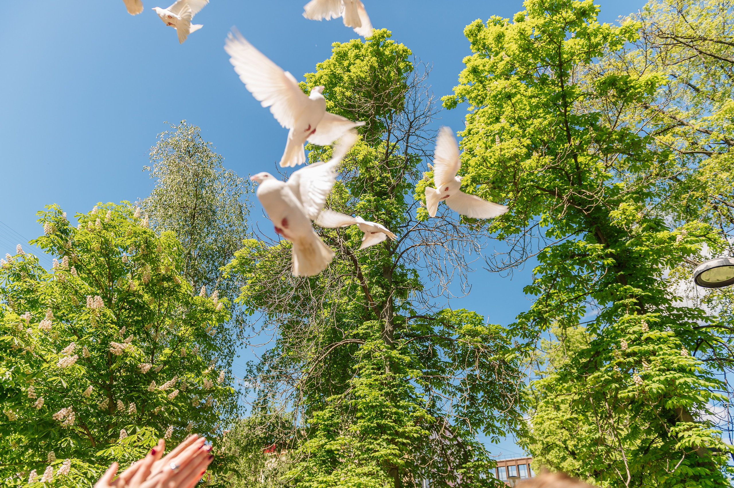 выпуск голубей на школьном выпускном