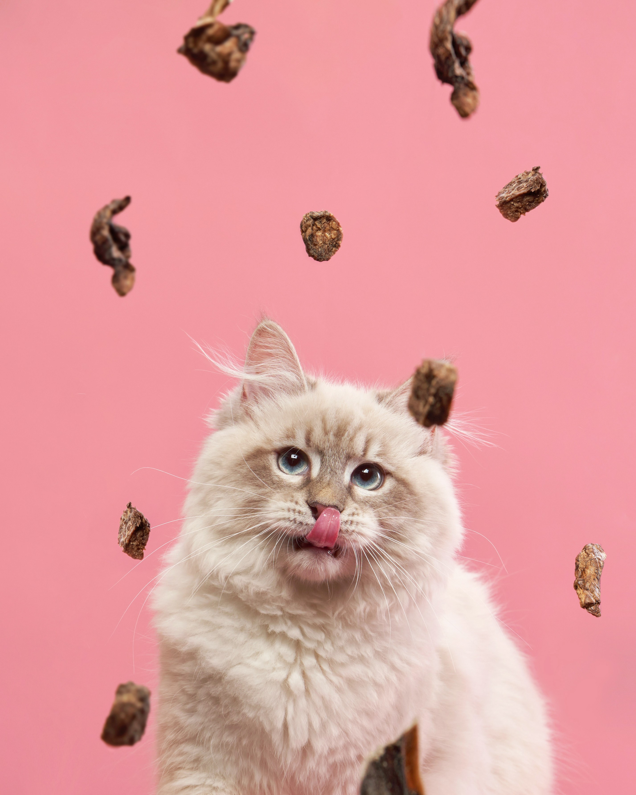 Pet Advertising Photography | Commercial Shoots with Dogs & Cats. Dog photographer Averianova Anna — Art photography of dogs
