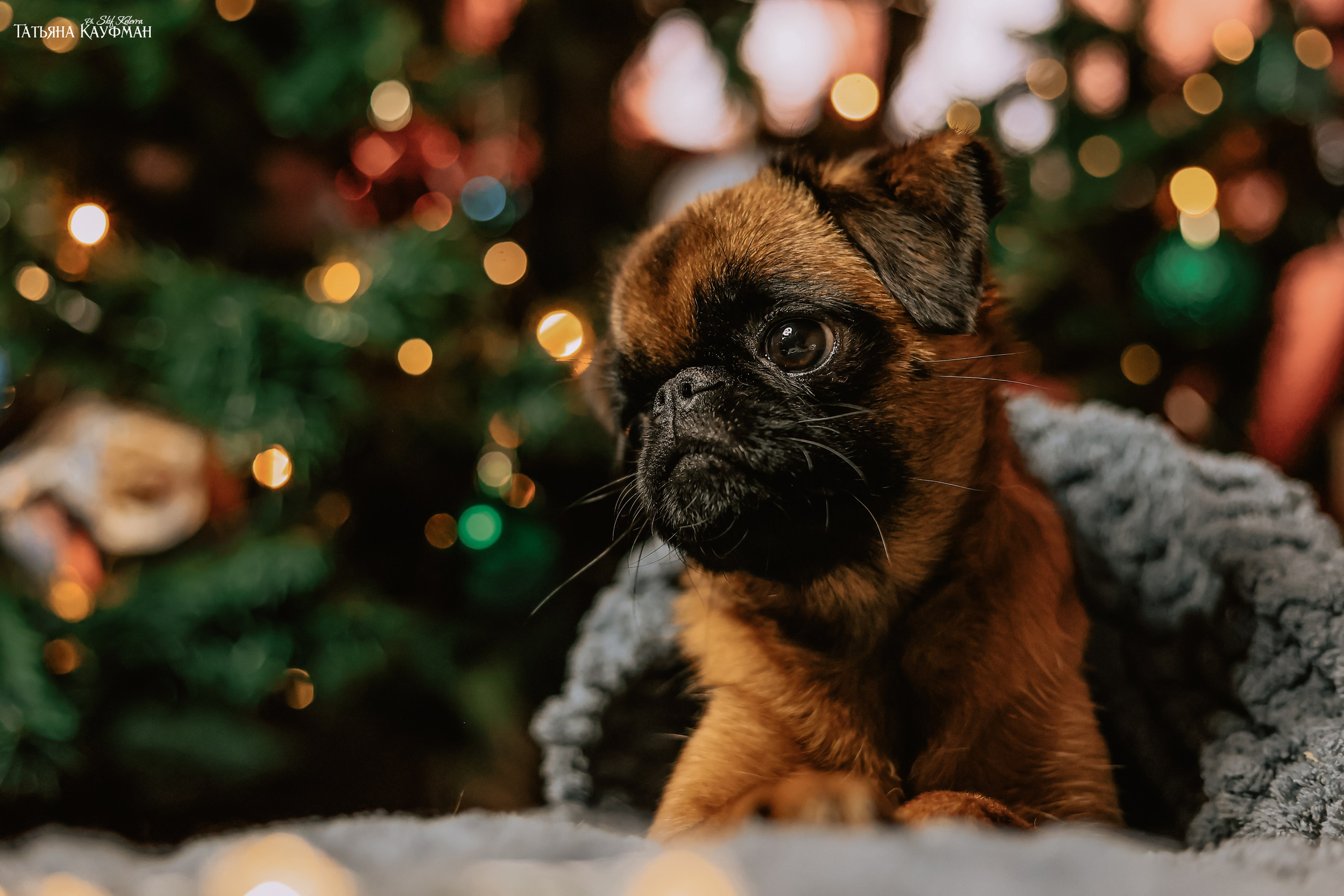 Малый брабансон, фотография брабансон, красивая собака, фотограф анималист, фотокурс Анималистика, научиться фотографировать собак, фотограф Новосибирск