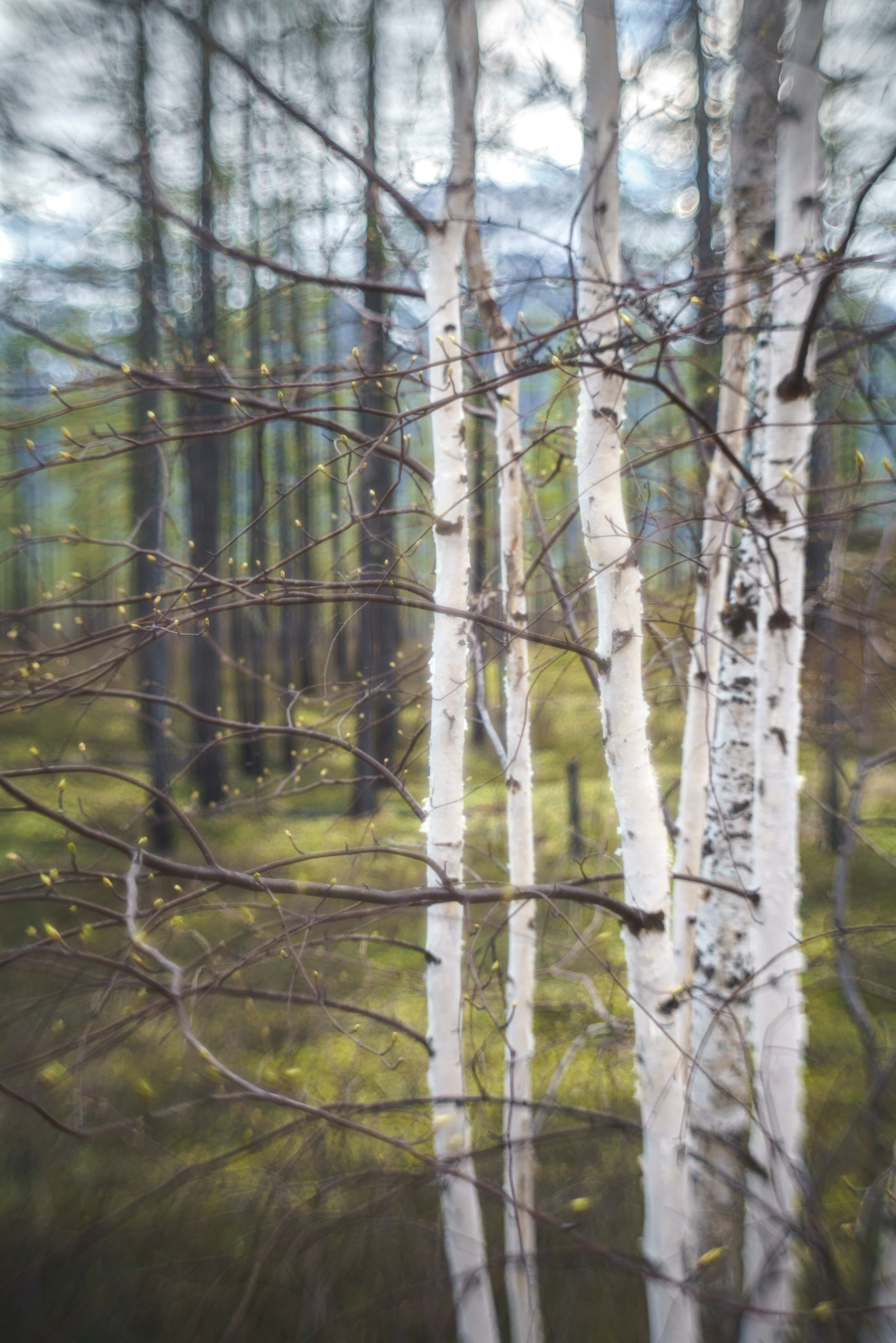 Хребет Кодар