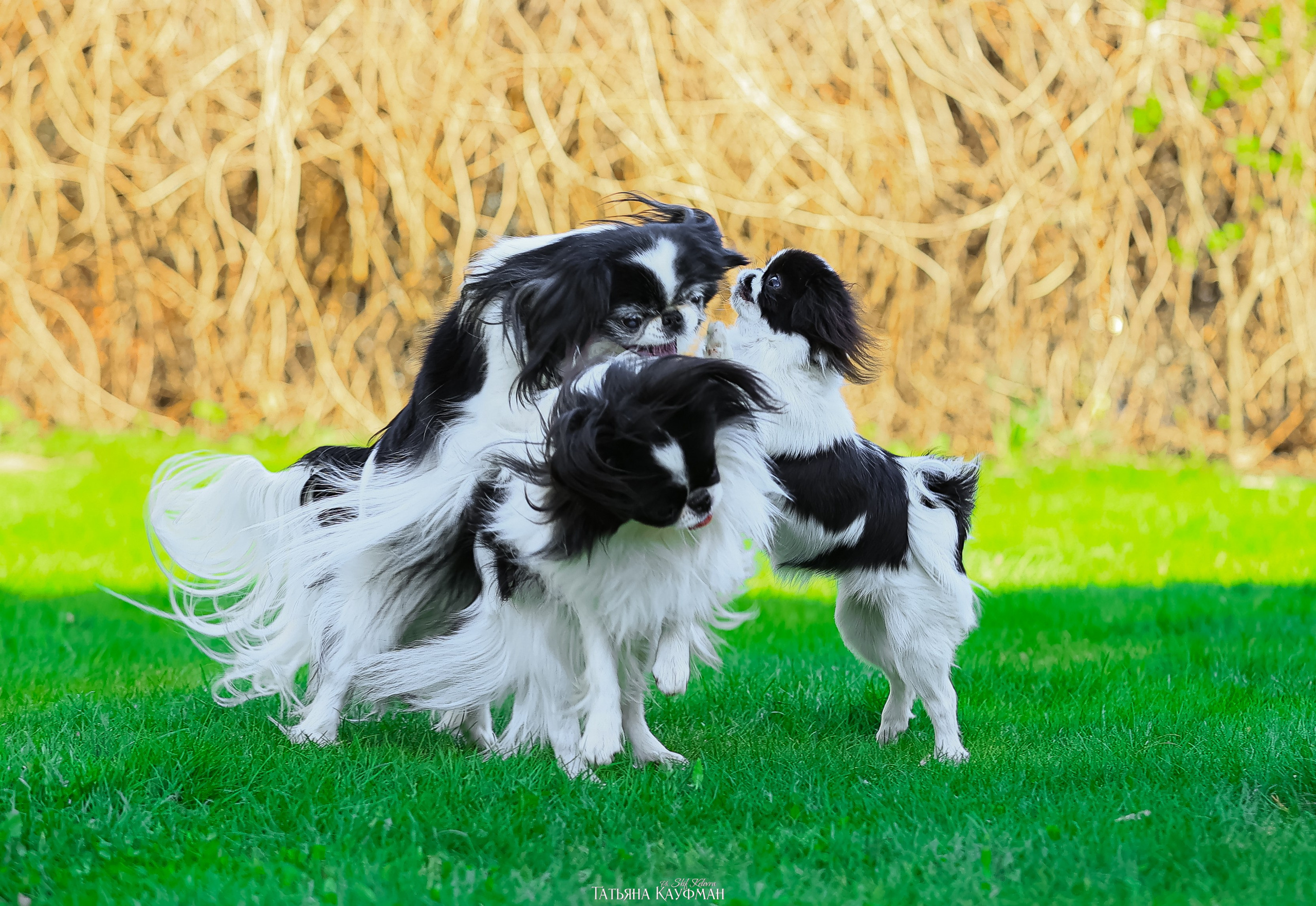 Японский хин, фотография японский хин, собака в цветах, красивая собака, фотограф анималист, фотокурс Анималистика, научиться фотографировать собак, фотограф Новосибирск