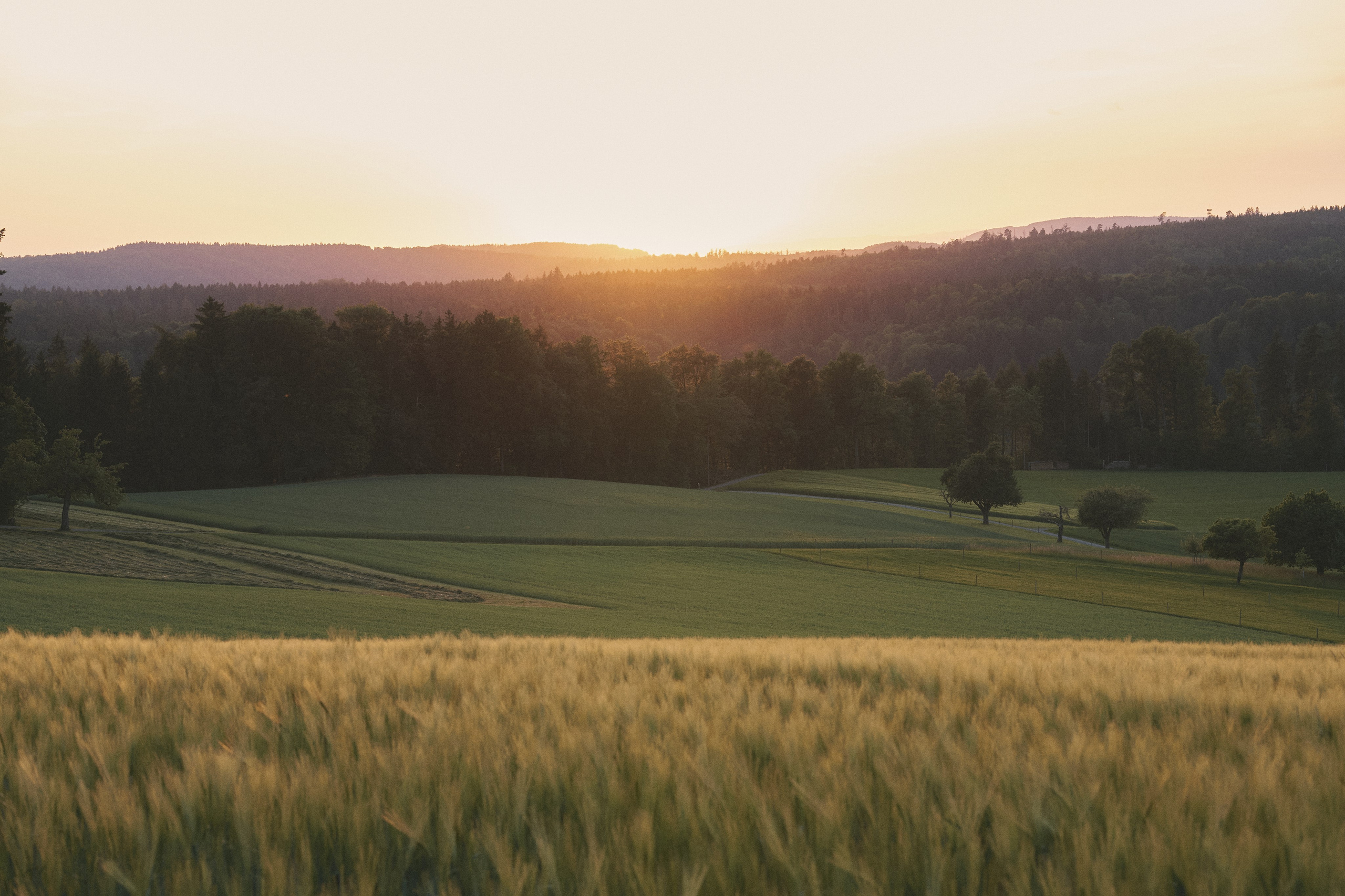 FAMILY AND PREGNANCY. Photographer in Zurich