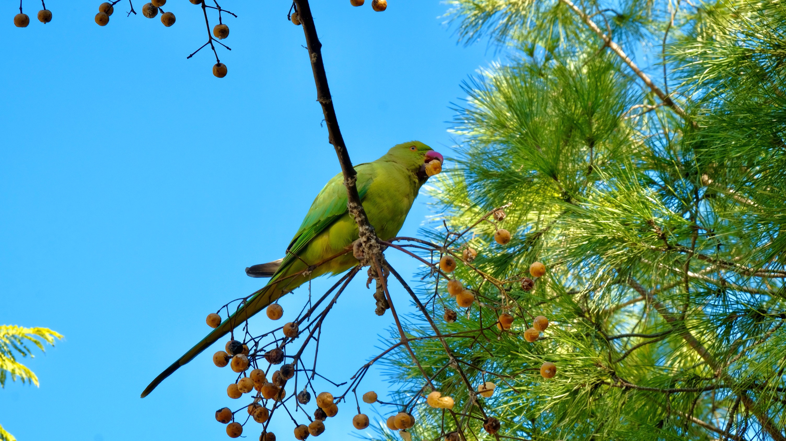 Парки Валенсии. Гид и фотограф в Валенсии Новиков Михаил