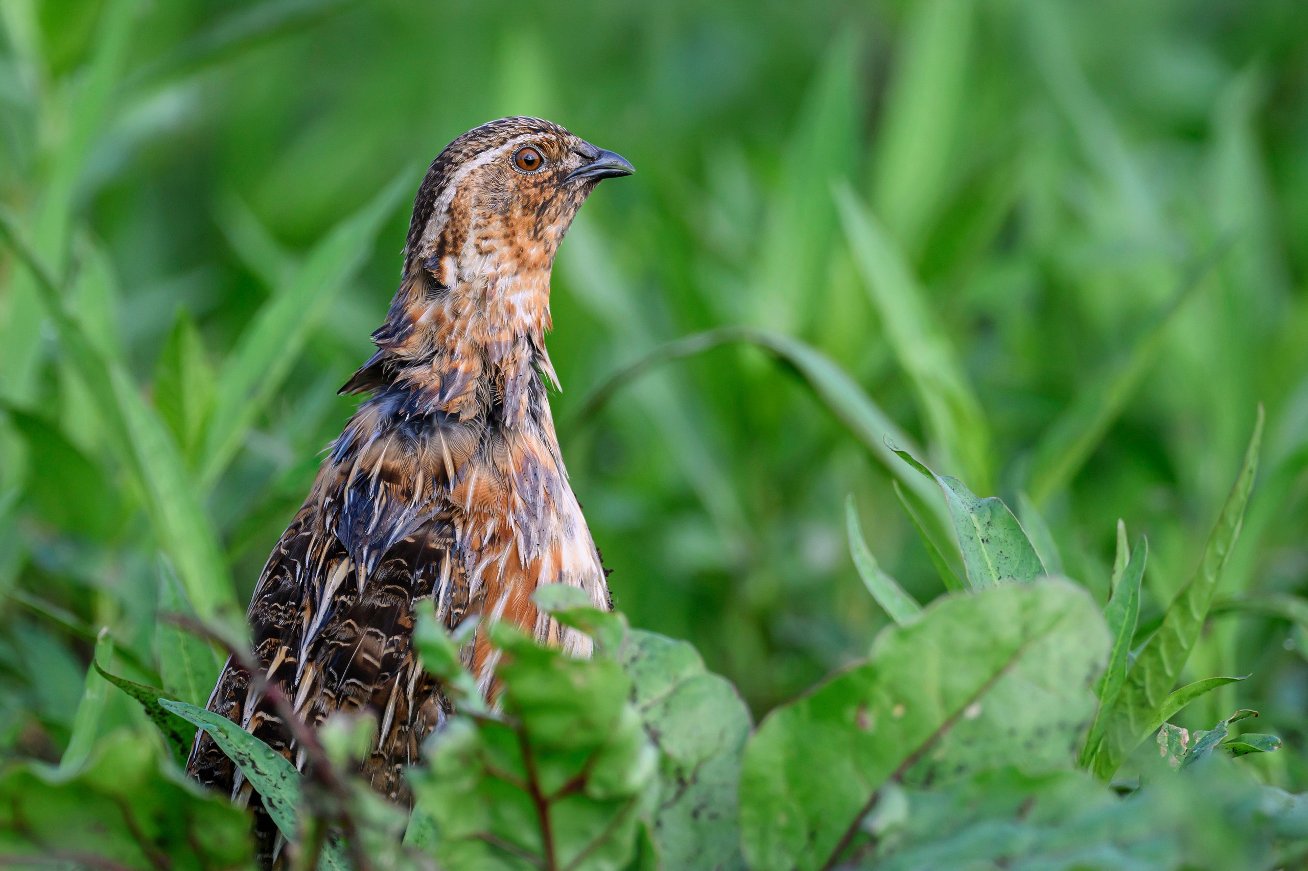 Перепел. Фотограф Сергей Пупонин
