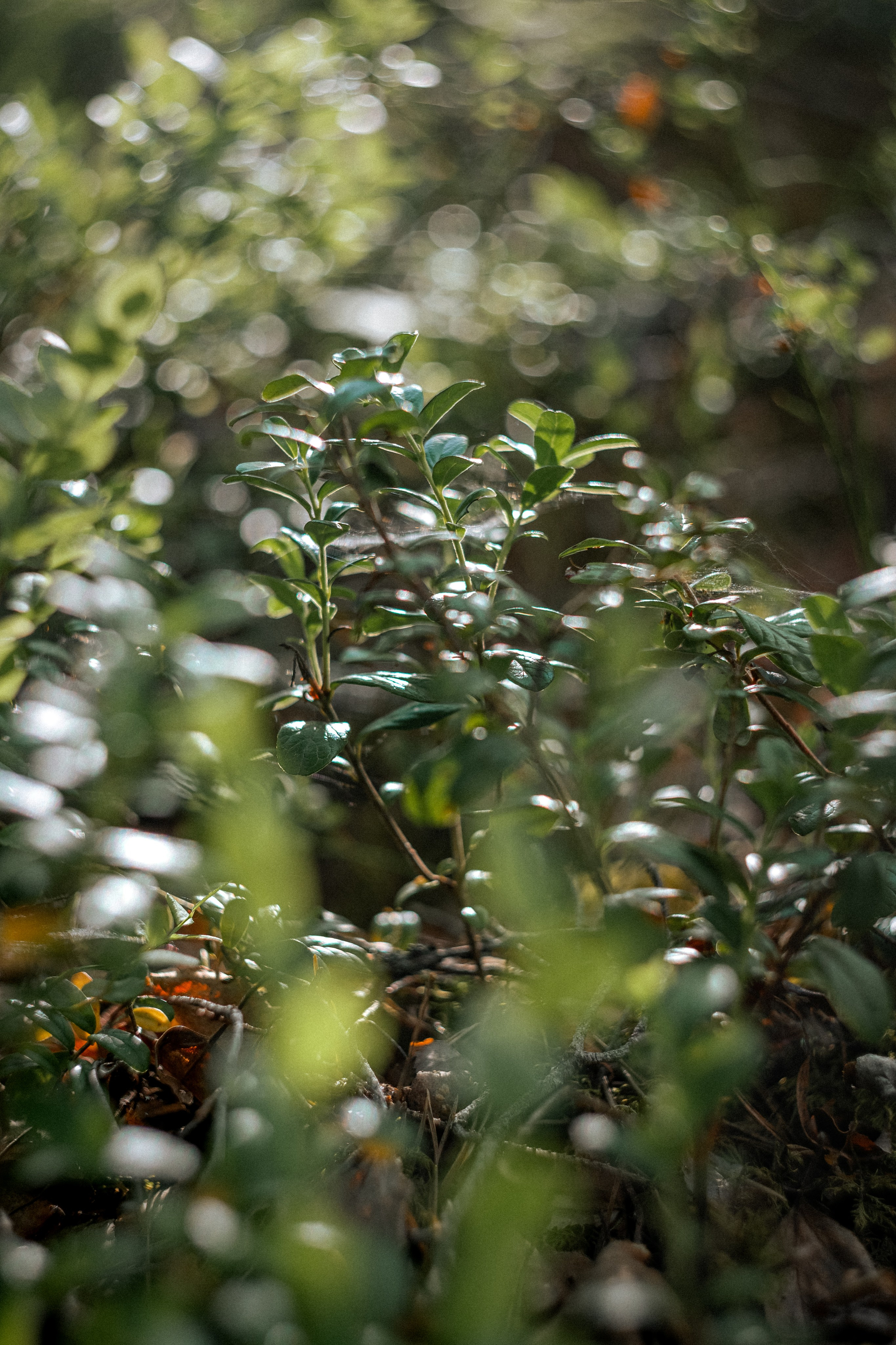 «Голливудская» связка Sony A7 III и Гелиос 44-2. Юля Дэй • Фотограф, Санкт-Петербург