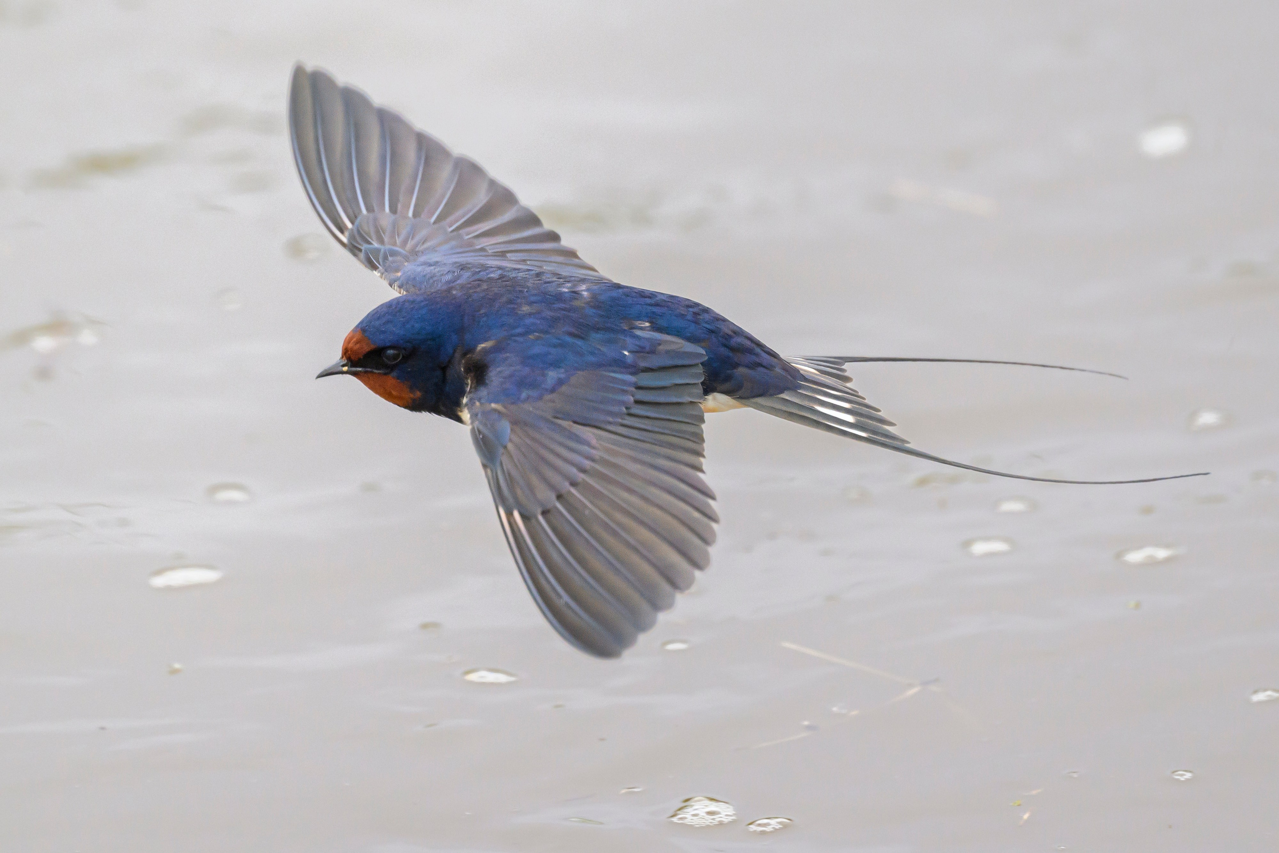 Снегопад. Wildlife photography by Sergey Puponin