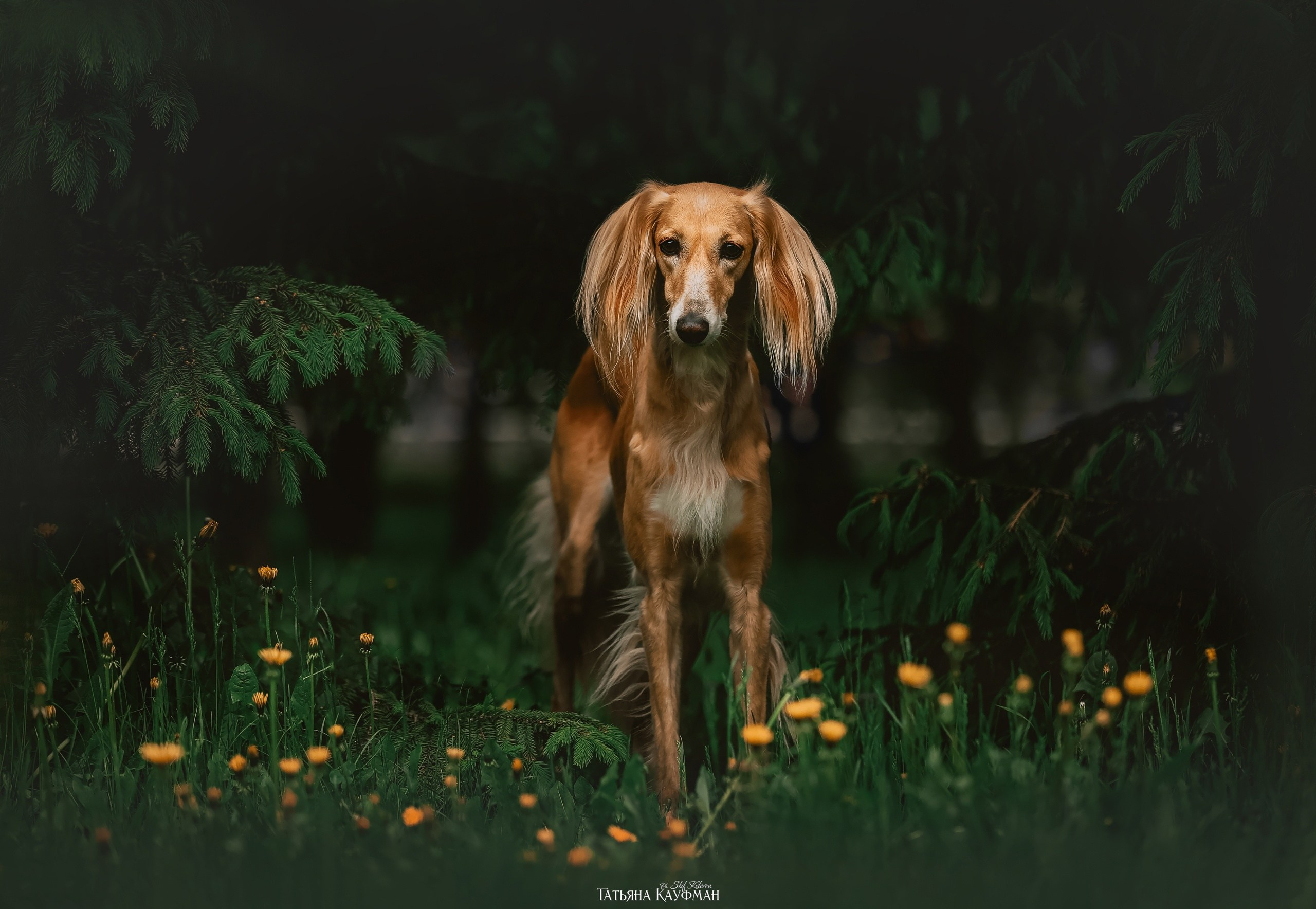 Фотограф Анималист из Новосибирска Татьяна Кауфман