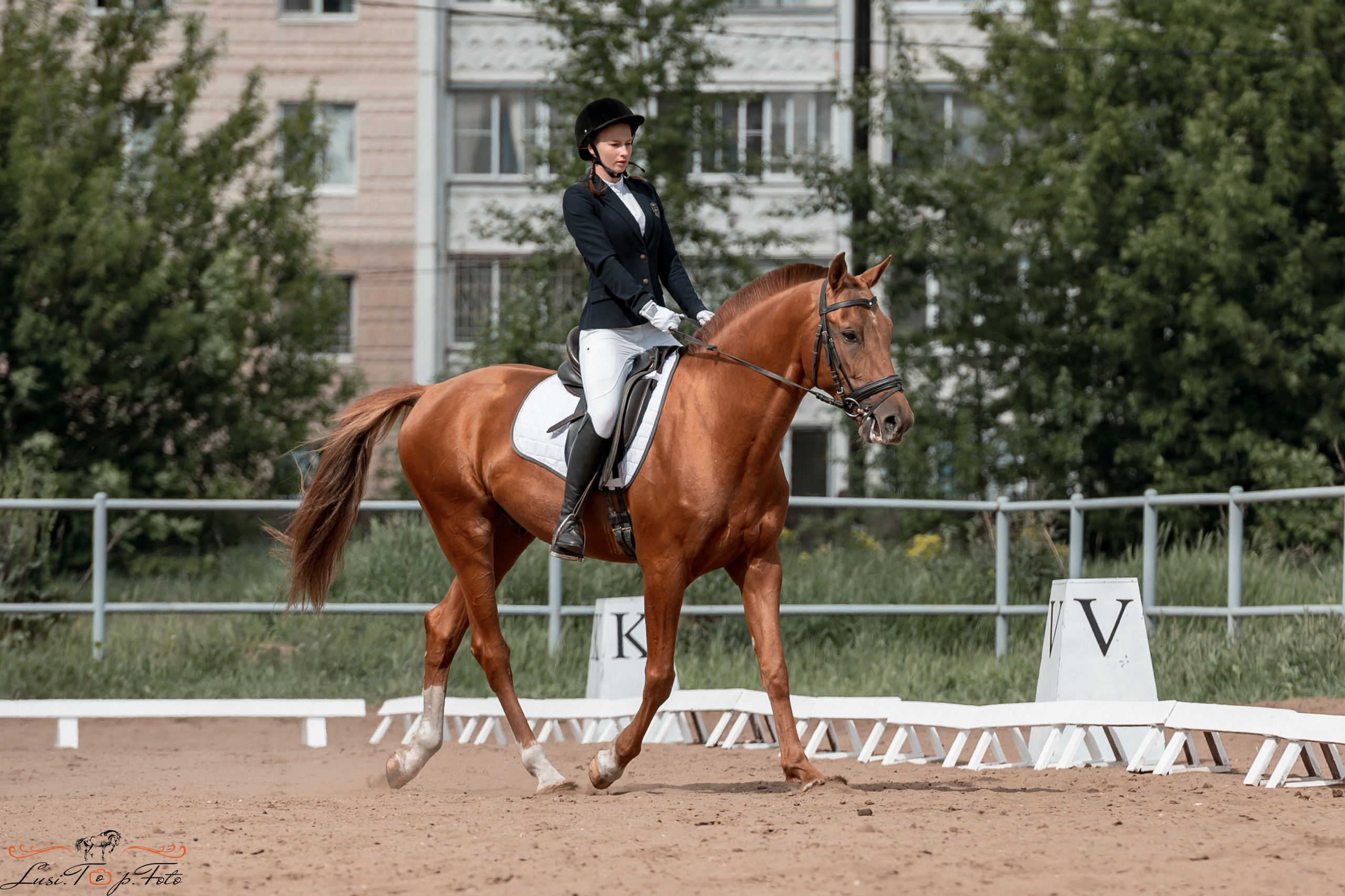 Чемпионат и первенство Тверской области по выездке. Конный и фотограф с животными в Твери Топталова Люся