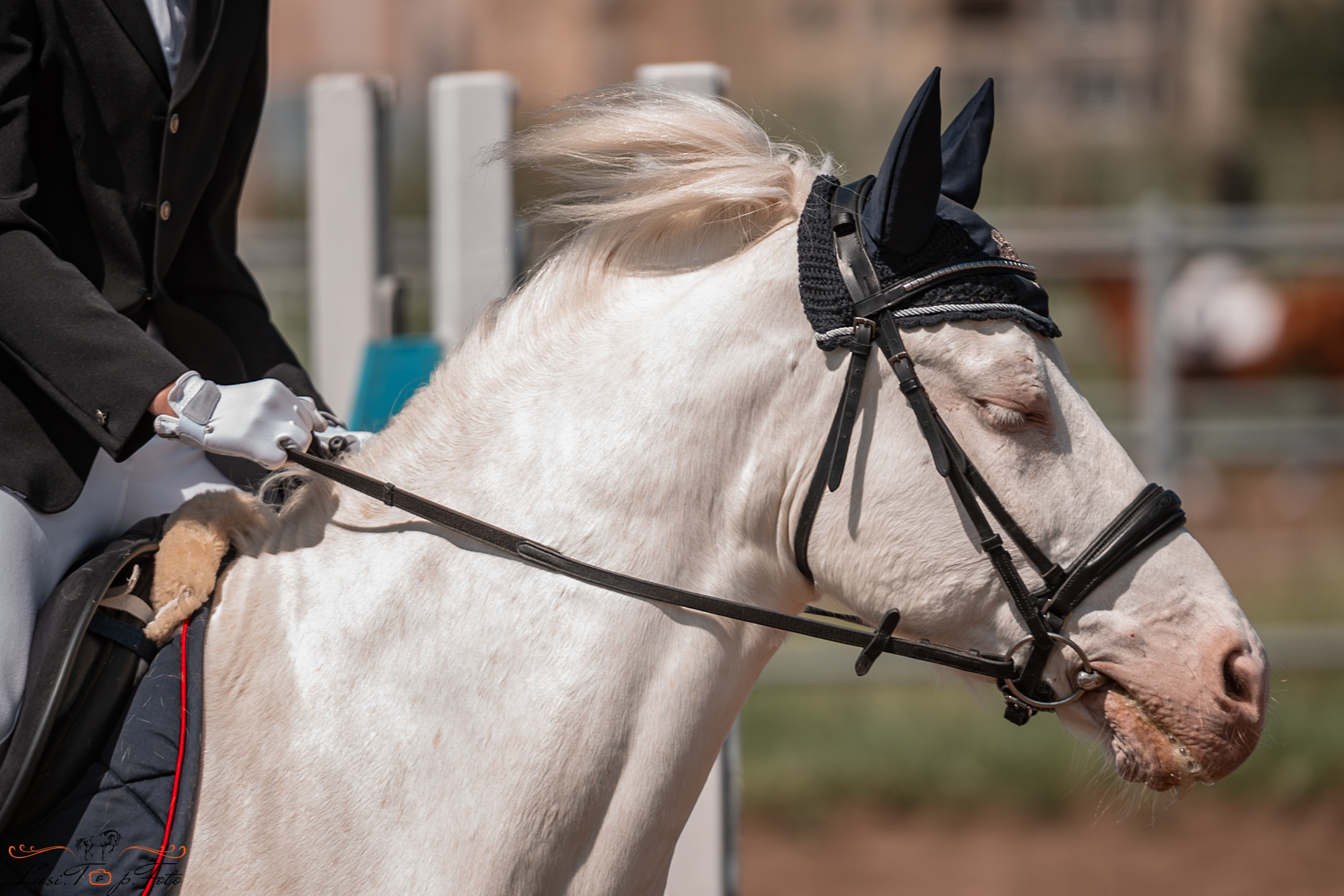 Первенство Тверской области по конкуру на Тверском ипподроме. Конный и фотограф с животными в Твери Топталова Люся