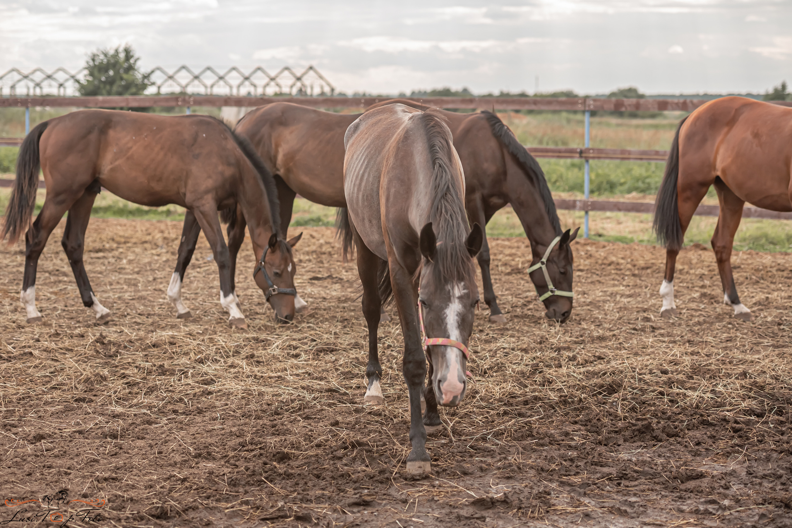 Открытая тренировка по выездке и конкуру в КК Резвая. Конный и фотограф с животными в Твери Топталова Люся