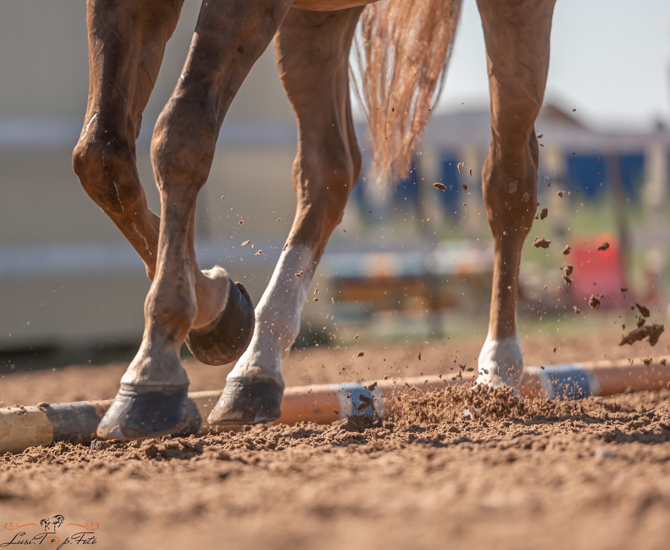 Открытая тренировка по выездке и конкуру в КК Резвая. Конный и фотограф с животными в Твери Топталова Люся