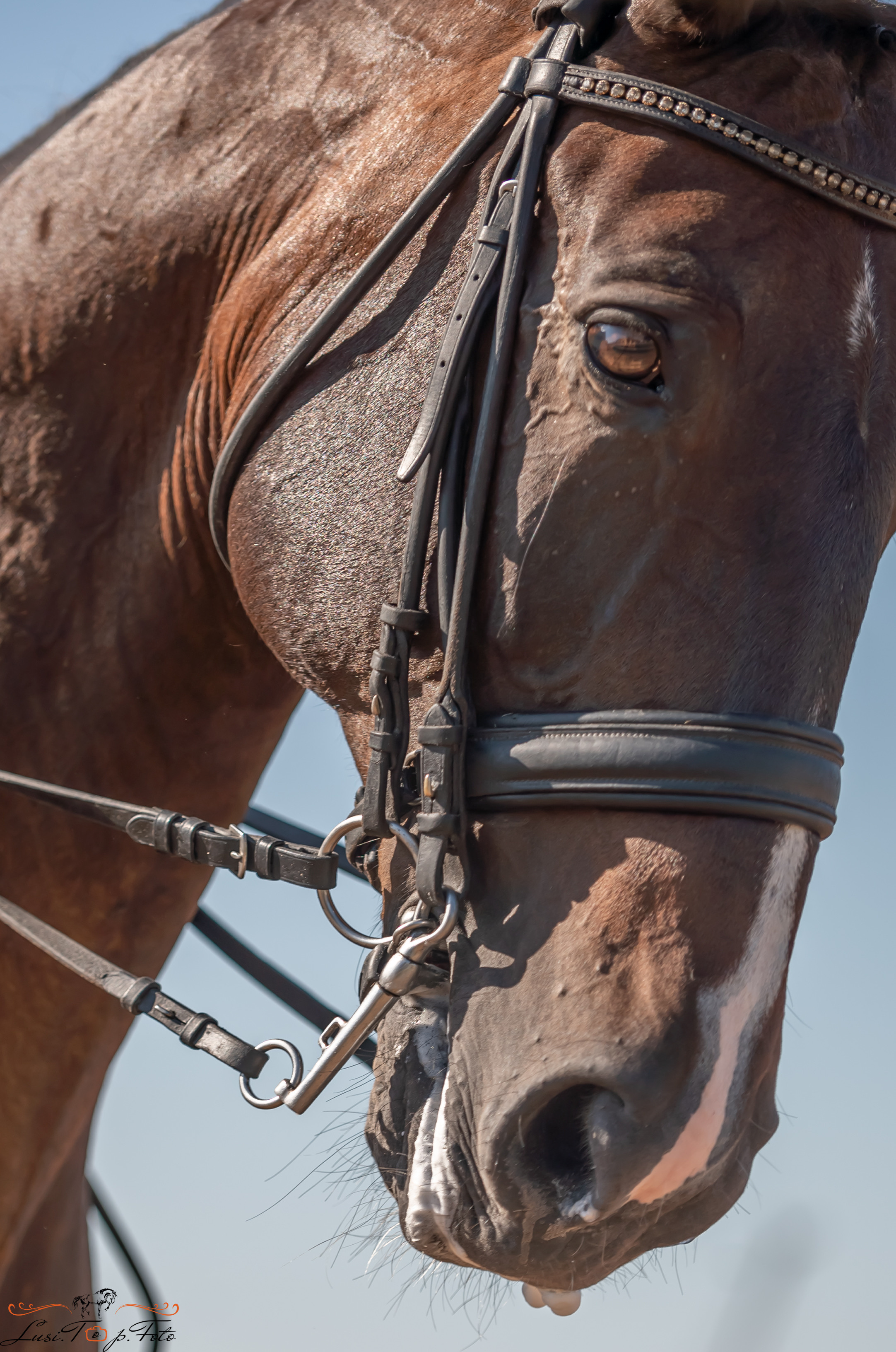 Открытая тренировка по выездке и конкуру в КК Резвая. Конный и фотограф с животными в Твери Топталова Люся