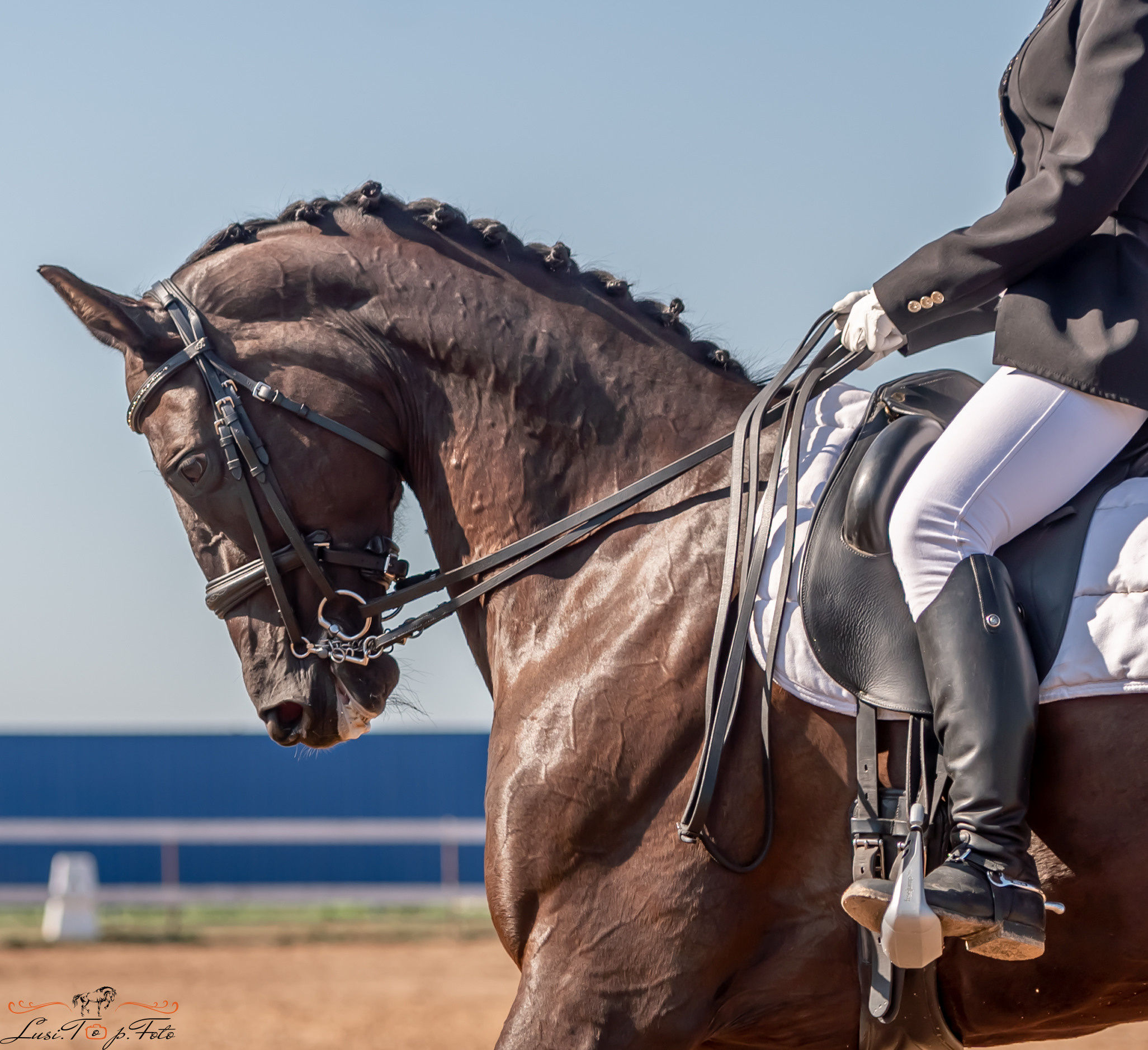Открытая тренировка по выездке и конкуру в КК Резвая. Конный и фотограф с животными в Твери Топталова Люся