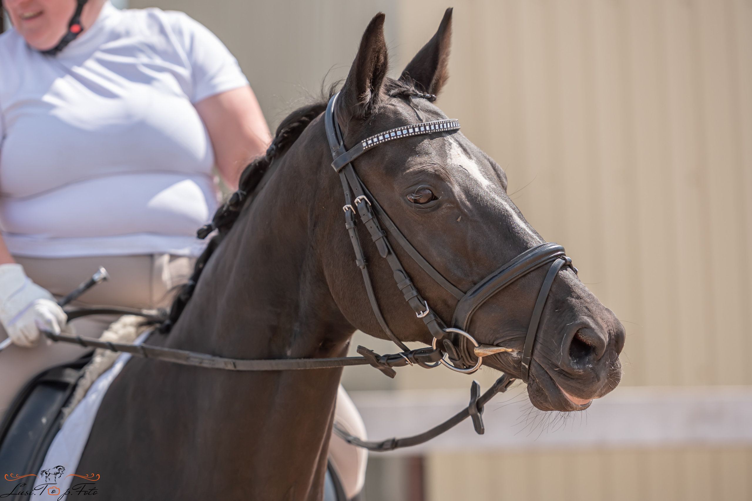 Открытая тренировка по выездке и конкуру в КК Резвая. Конный и фотограф с животными в Твери Топталова Люся