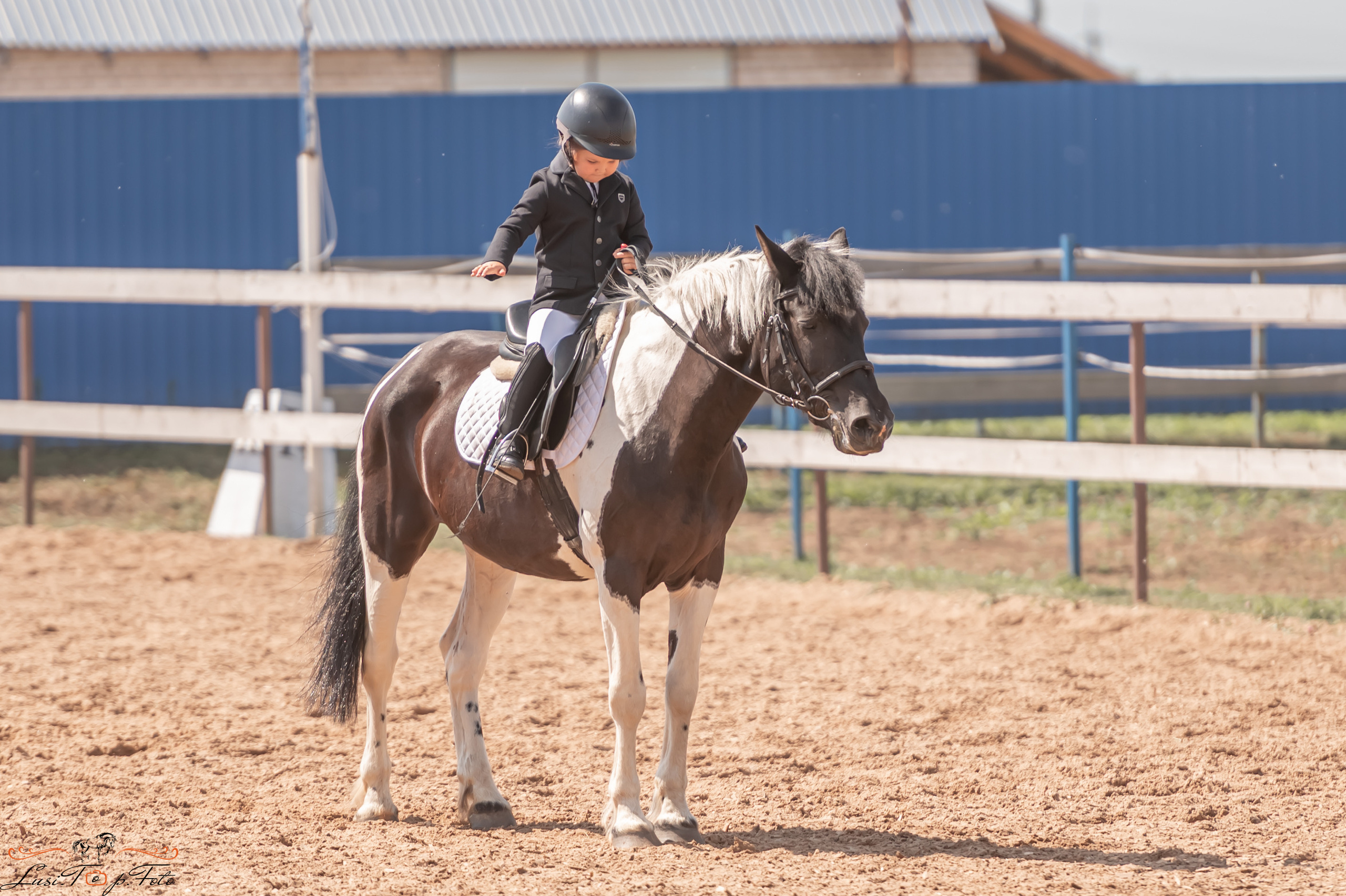Открытая тренировка по выездке и конкуру в КК Резвая. Конный и фотограф с животными в Твери Топталова Люся