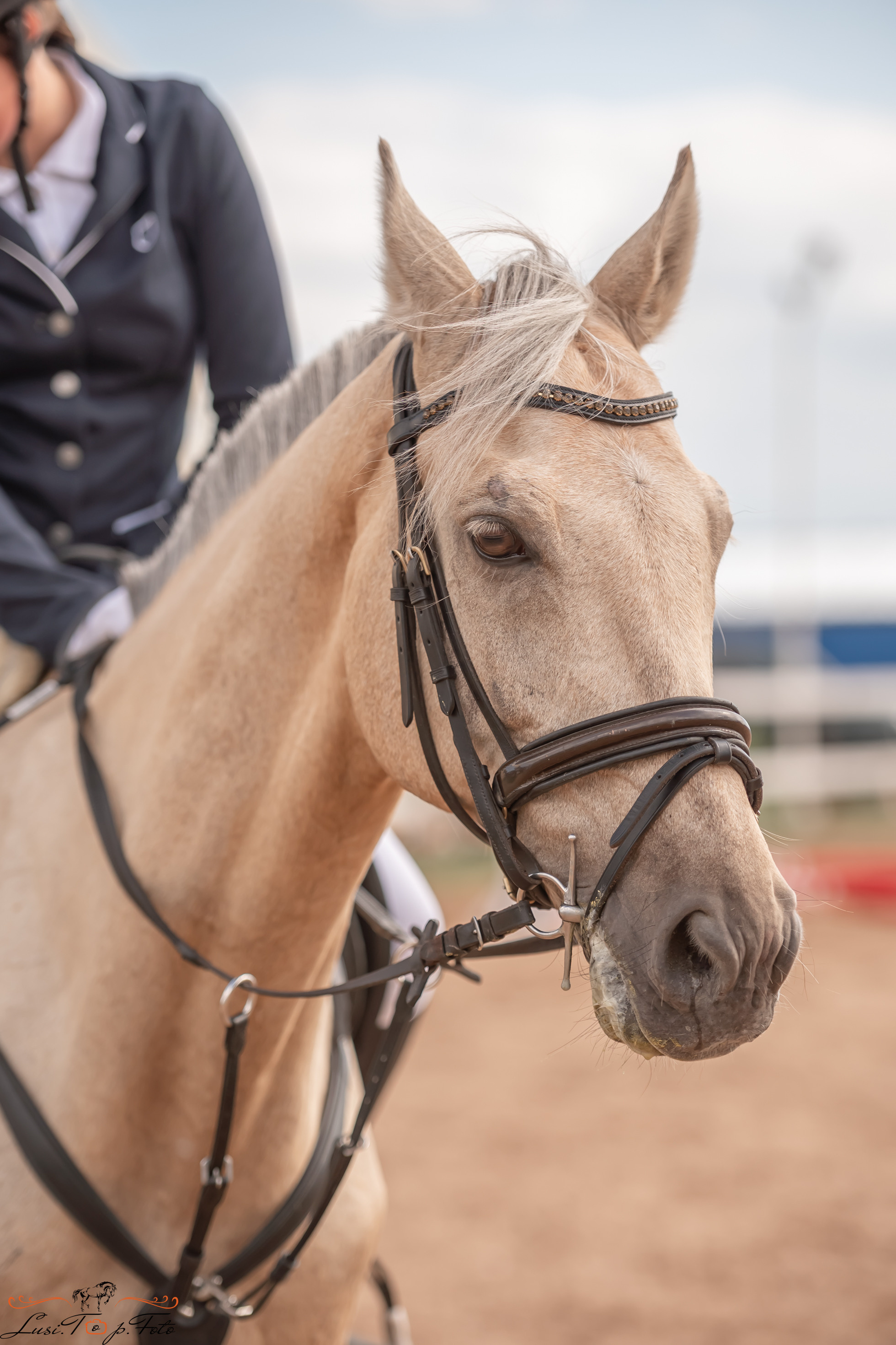 Открытая тренировка по выездке и конкуру в КК Резвая. Конный и фотограф с животными в Твери Топталова Люся