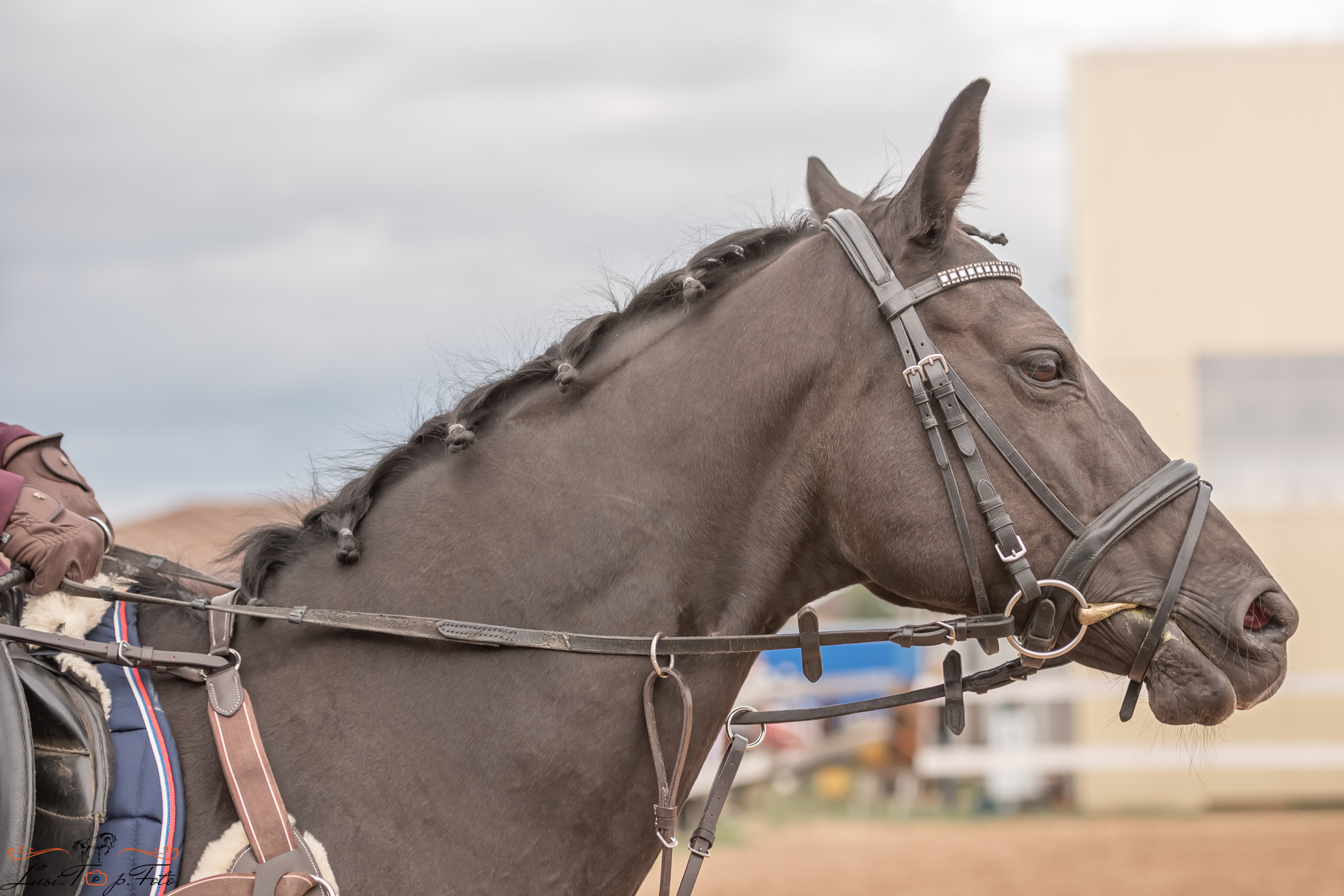 Открытая тренировка по выездке и конкуру в КК Резвая. Конный и фотограф с животными в Твери Топталова Люся