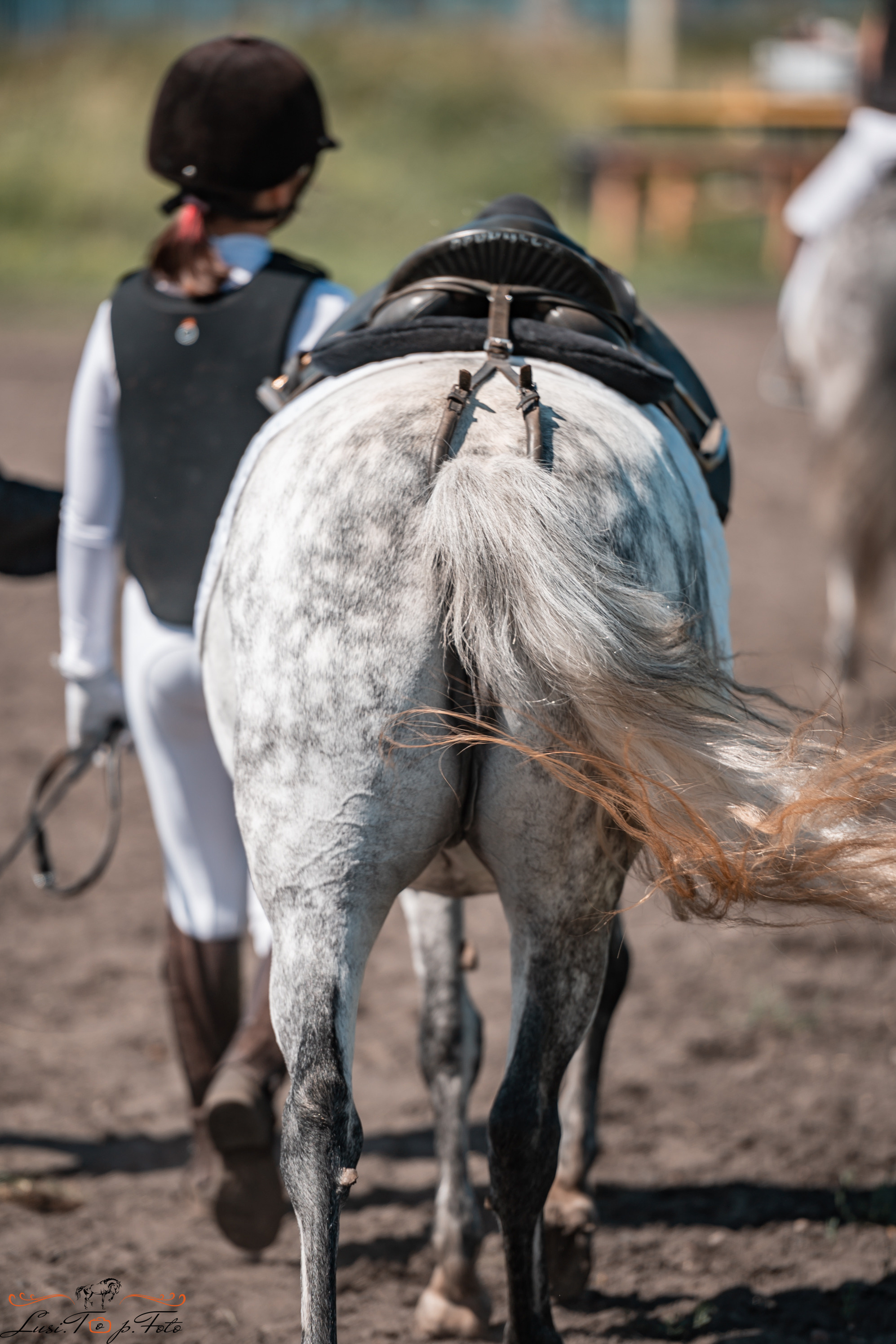 Первенство Тверской области по конкуру на Тверском ипподроме. Конный и фотограф с животными в Твери Топталова Люся