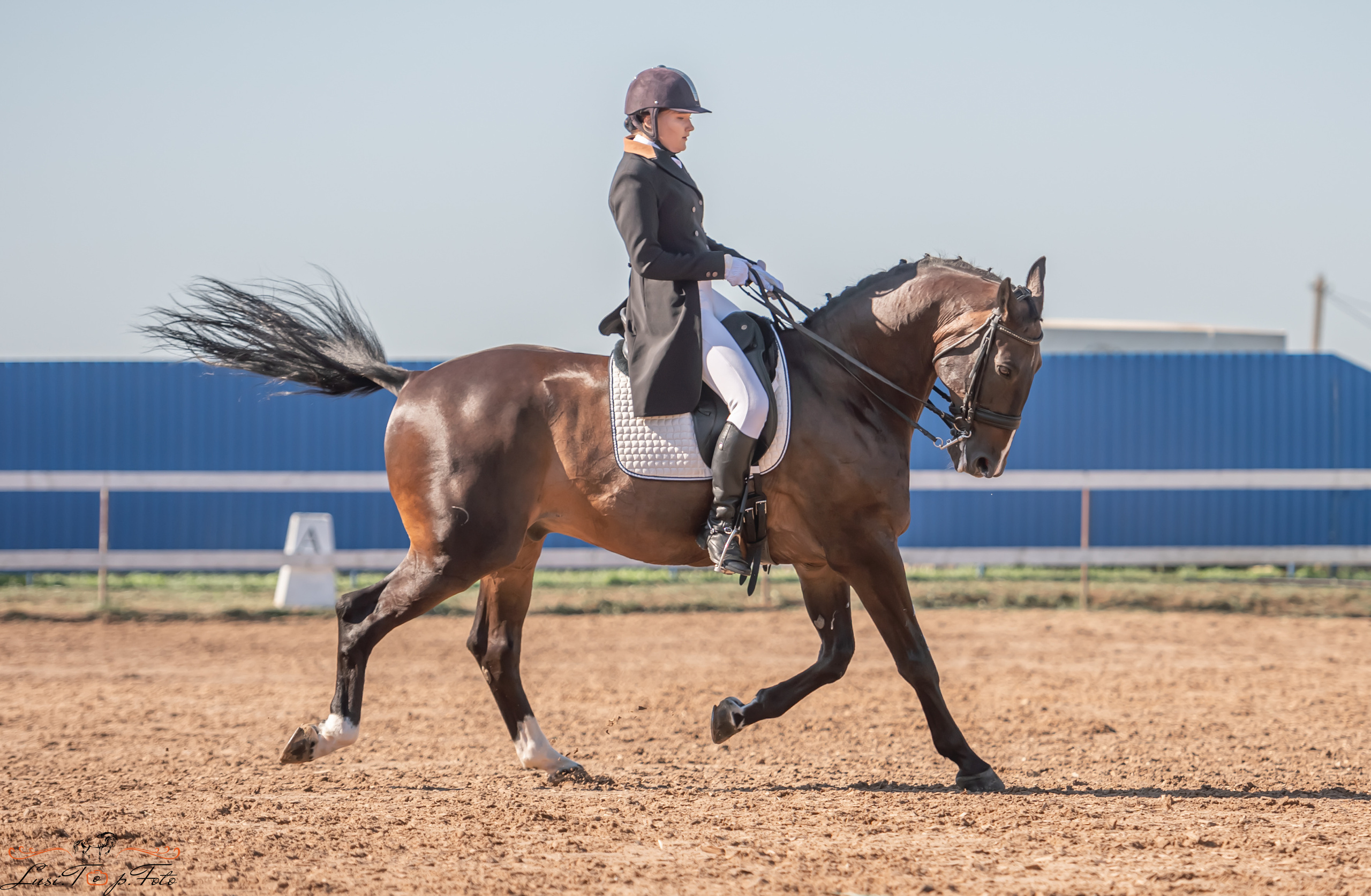 Открытая тренировка по выездке и конкуру в КК Резвая. Конный и фотограф с животными в Твери Топталова Люся