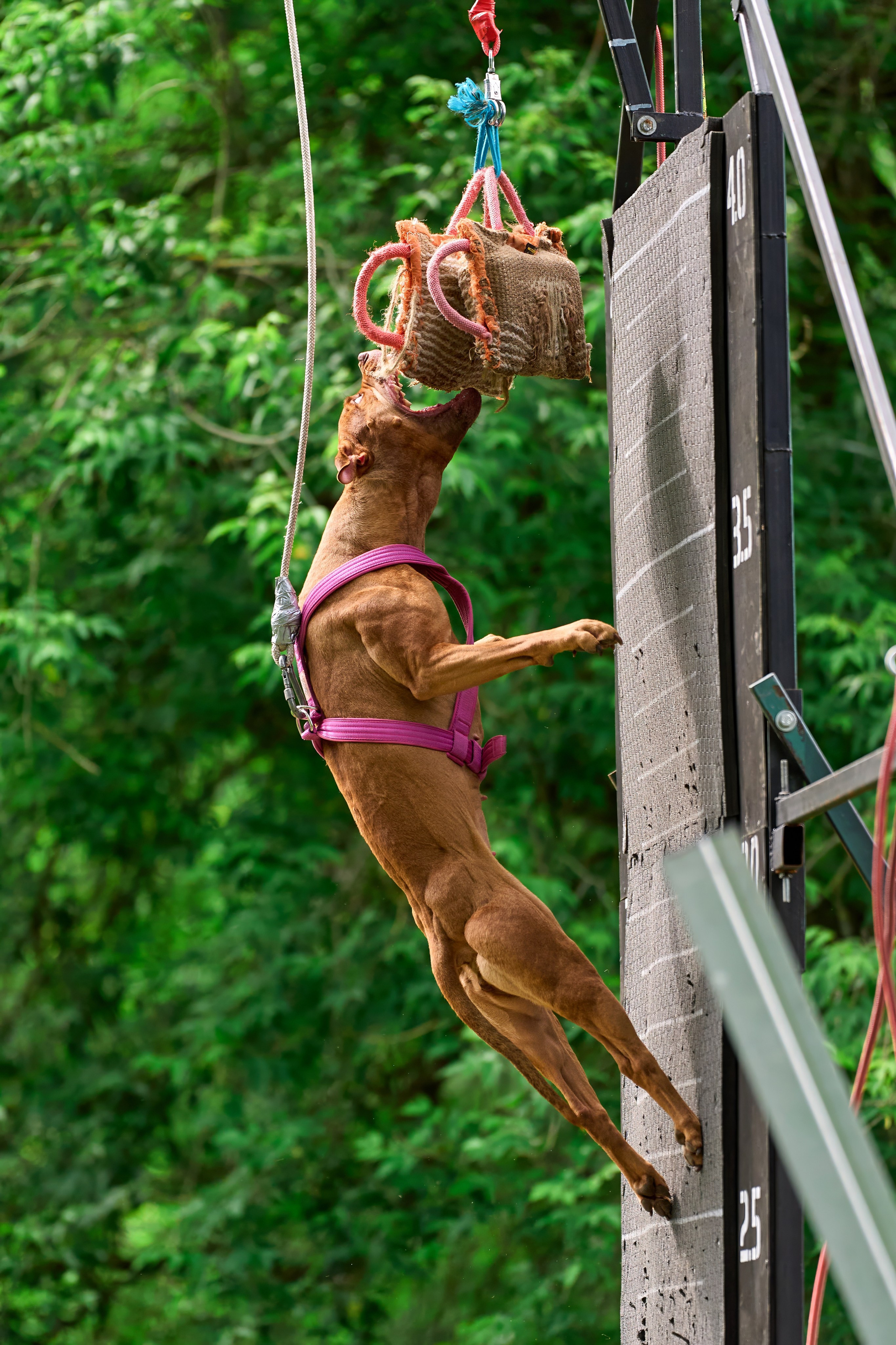 Двухдневные соревнования «Jump'n'Gym Fest — 2024». Фотограф-анималист Михаил Манухин