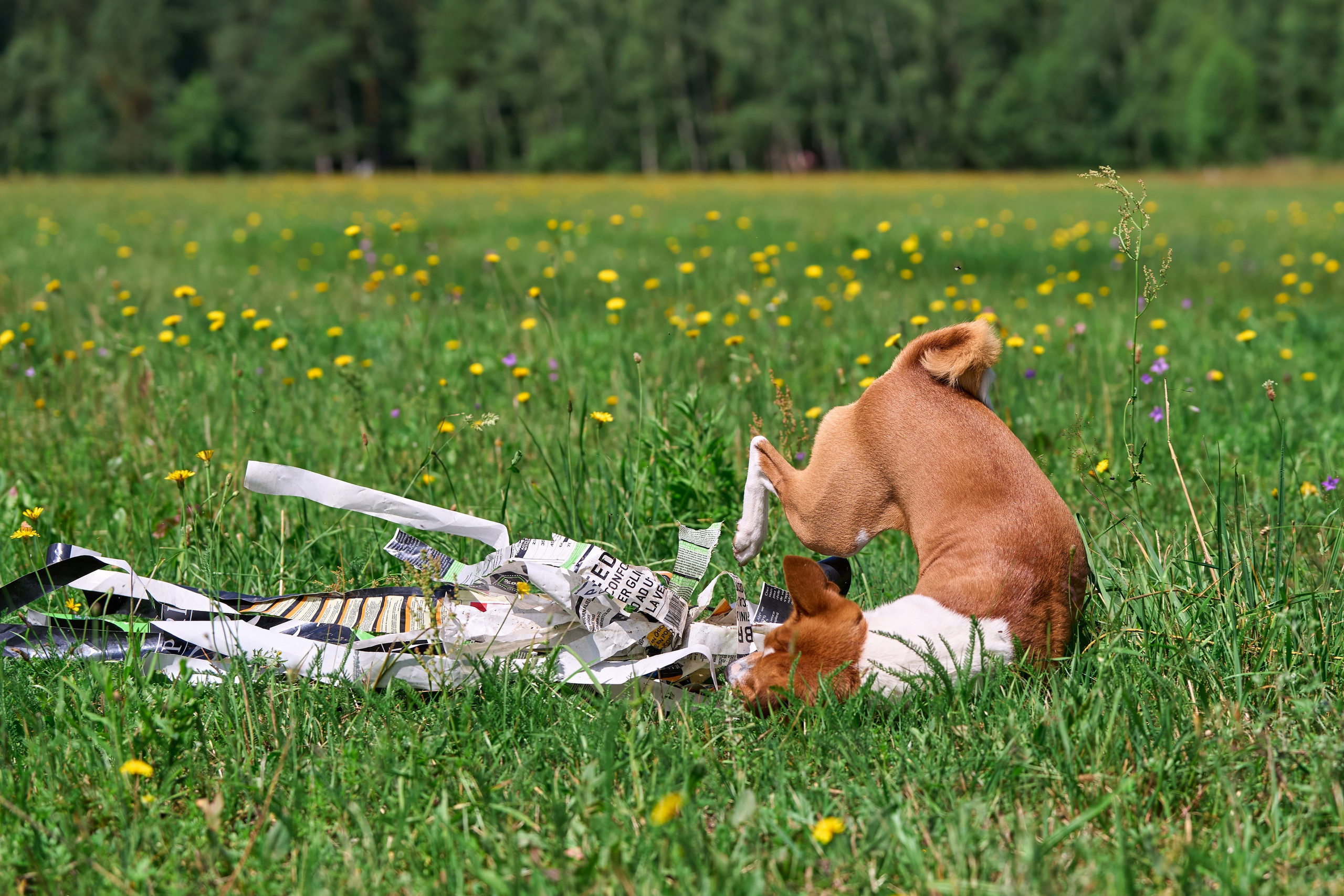 Тренировка по курсингу в Донино. Фотограф-анималист Михаил Манухин