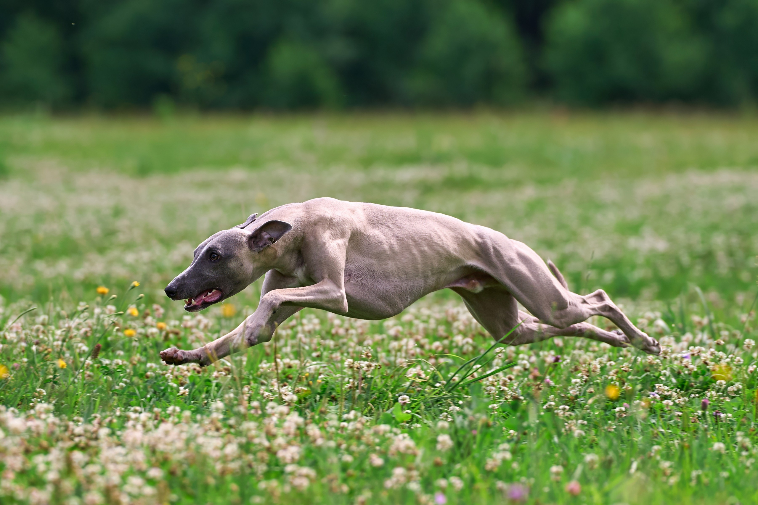 Тренировка по курсингу в Донино. Фотограф-анималист Михаил Манухин