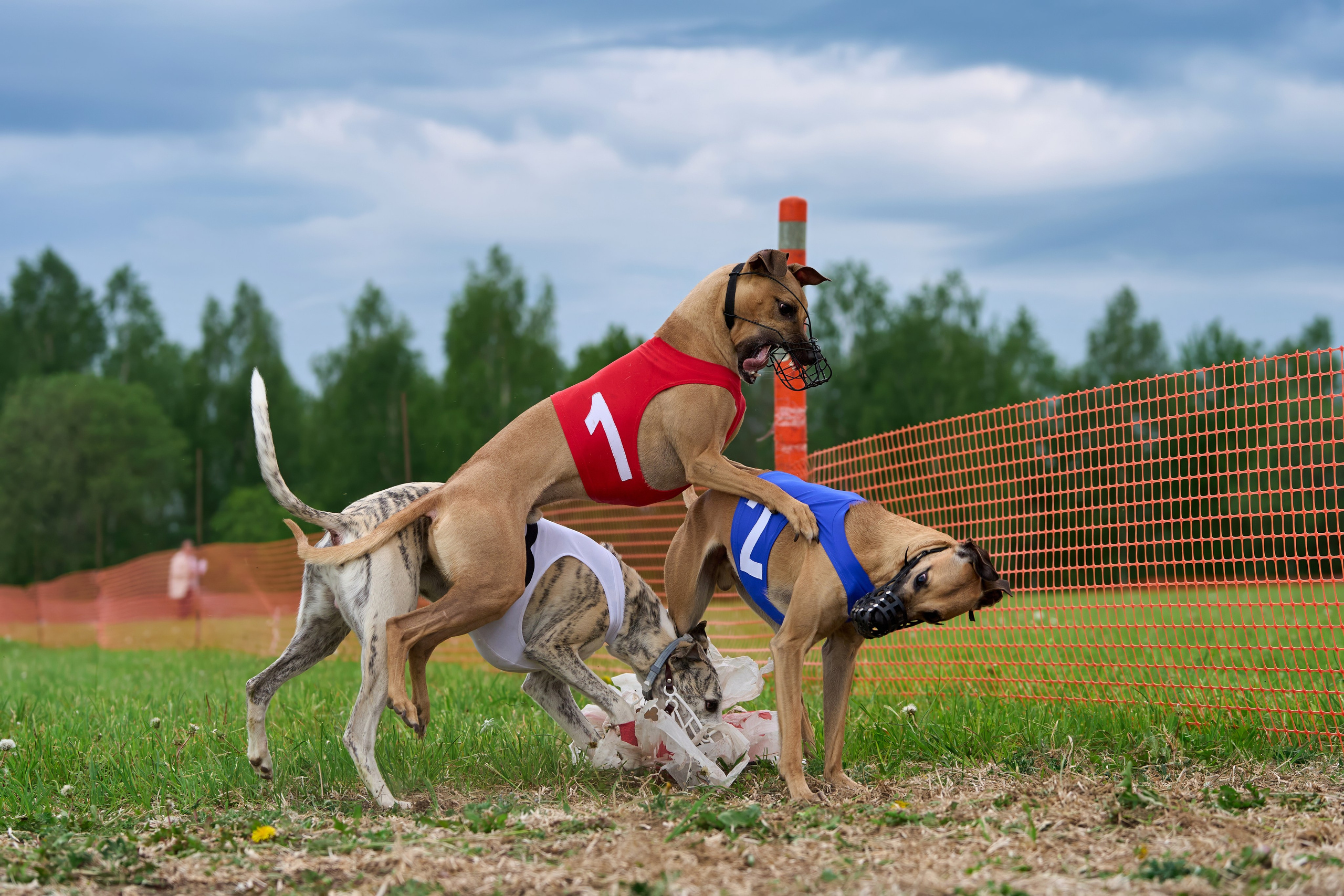 Квалификация по рейсингу. РАЛББ и Курсинг на Ярославке. Фотограф-анималист Михаил Манухин