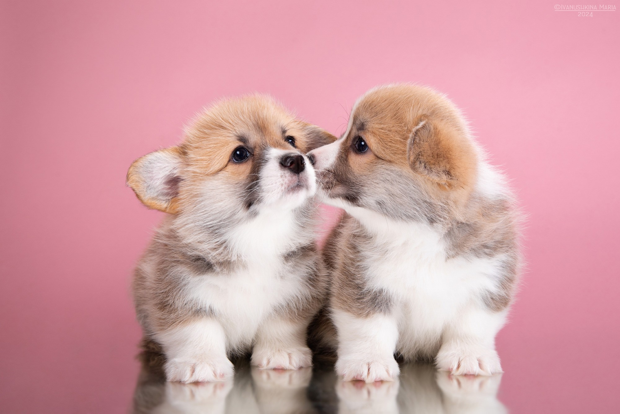 Фотосессия щенков на фонах. Фотограф собак в Москве и Московской области Иванушкина Мария