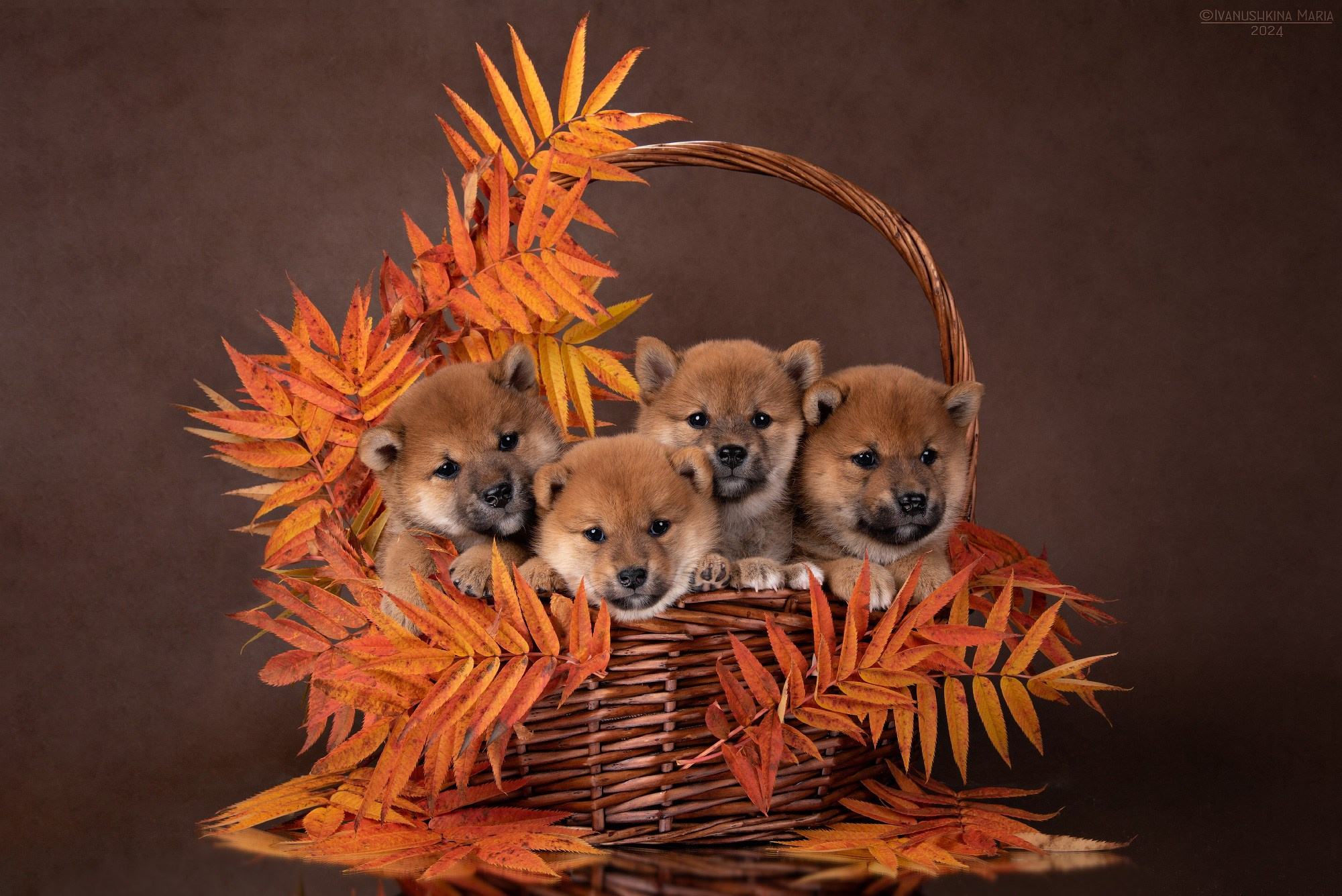 щенки шиба ину