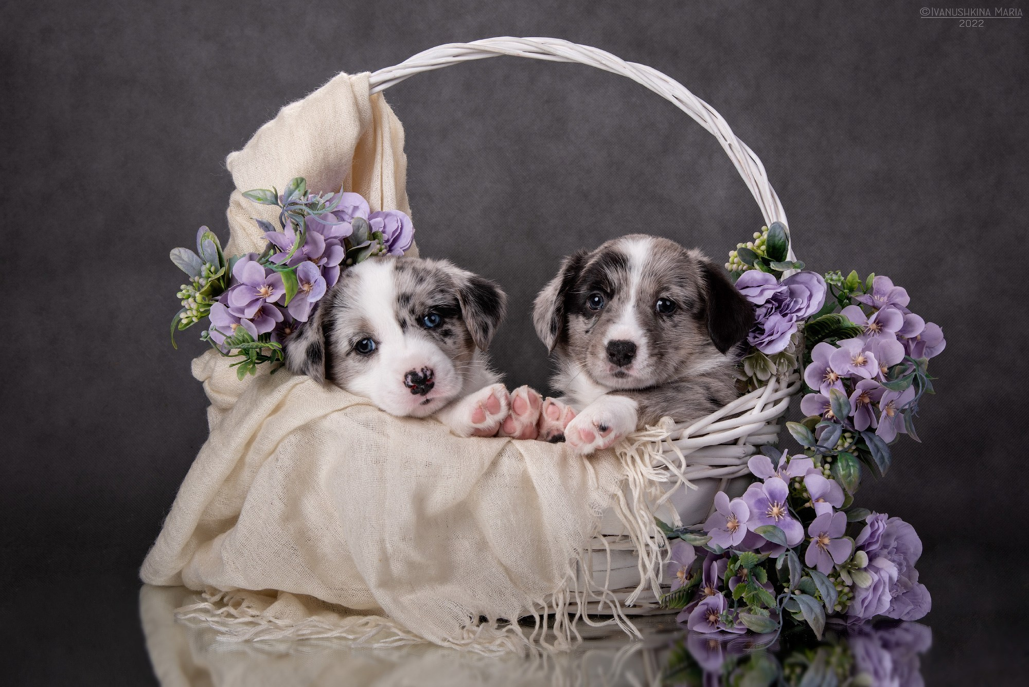 мраморные щенки корги