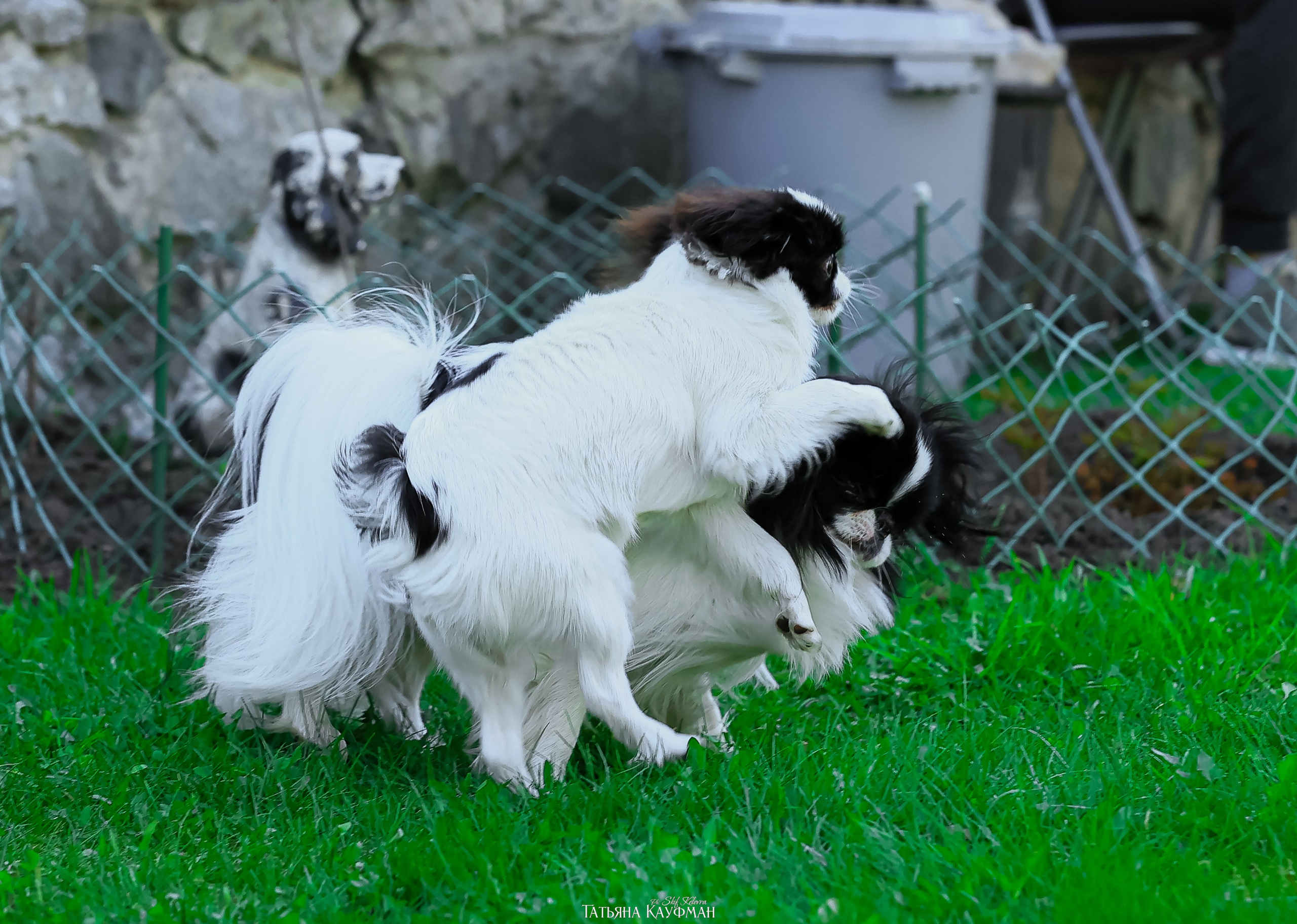 Японский хин, фотография японский хин, собака в цветах, красивая собака, фотограф анималист, фотокурс Анималистика, научиться фотографировать собак, фотограф Новосибирск