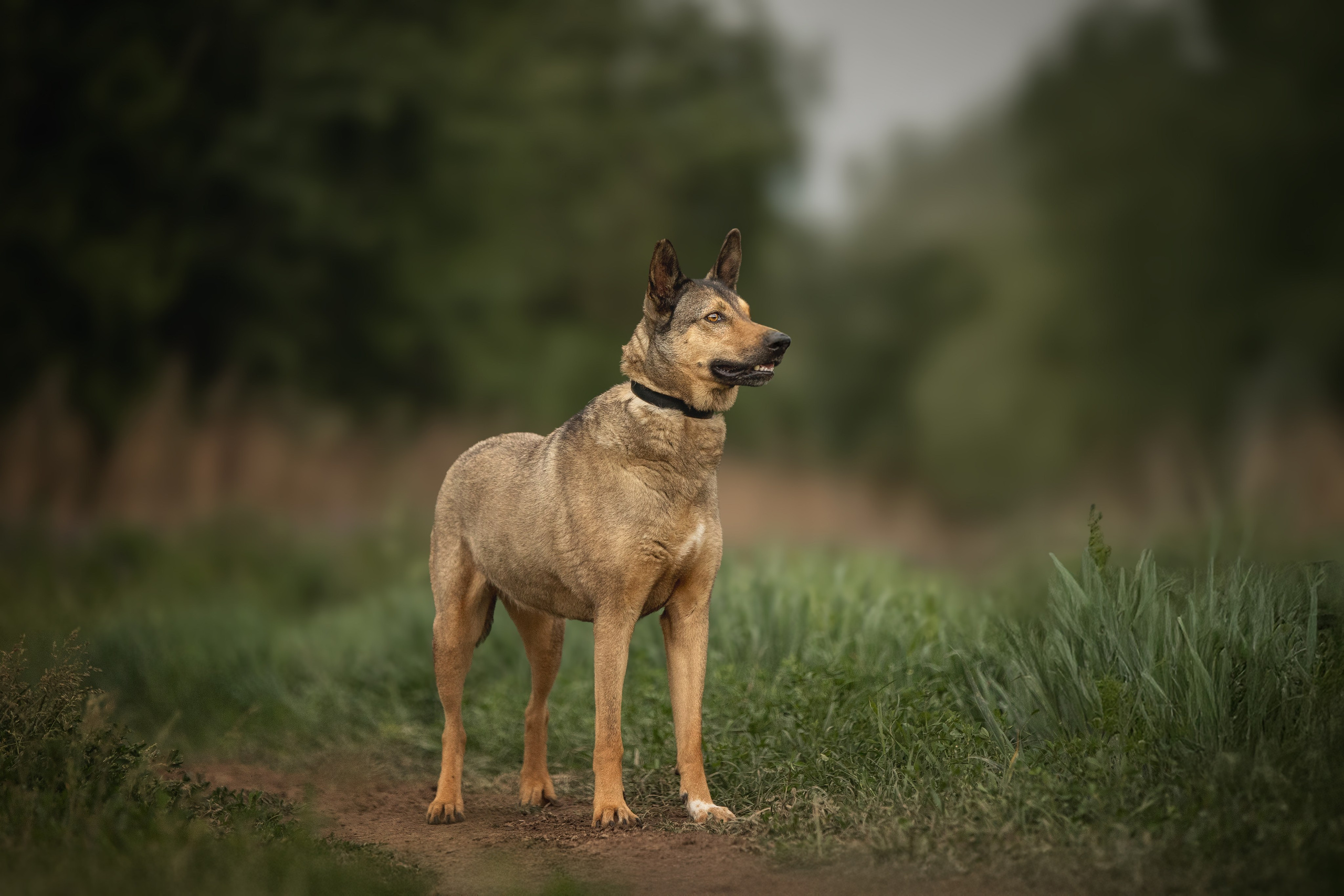 ИЩУТ ДОМ. Фотограф-анималист в Москве и Подмосковье