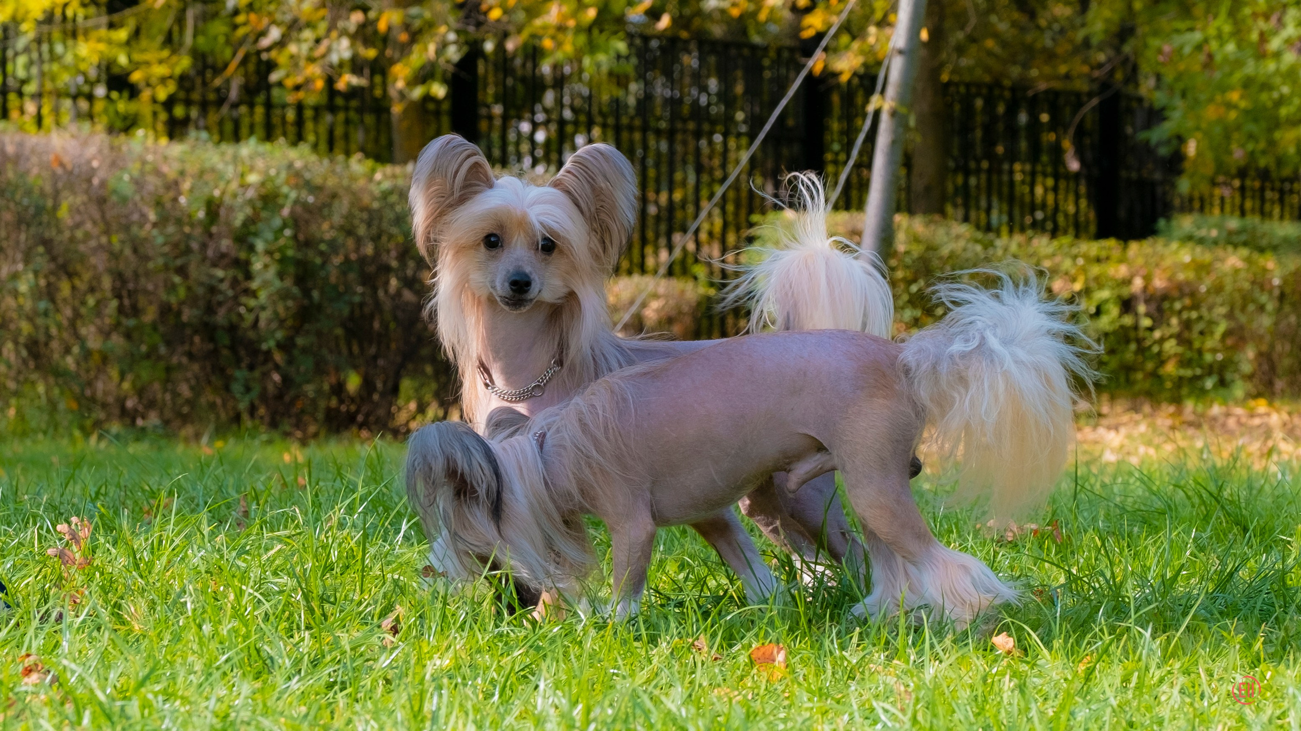 Poale Ell Cooper. Chinese Crested Dog Kennel Poale Ell