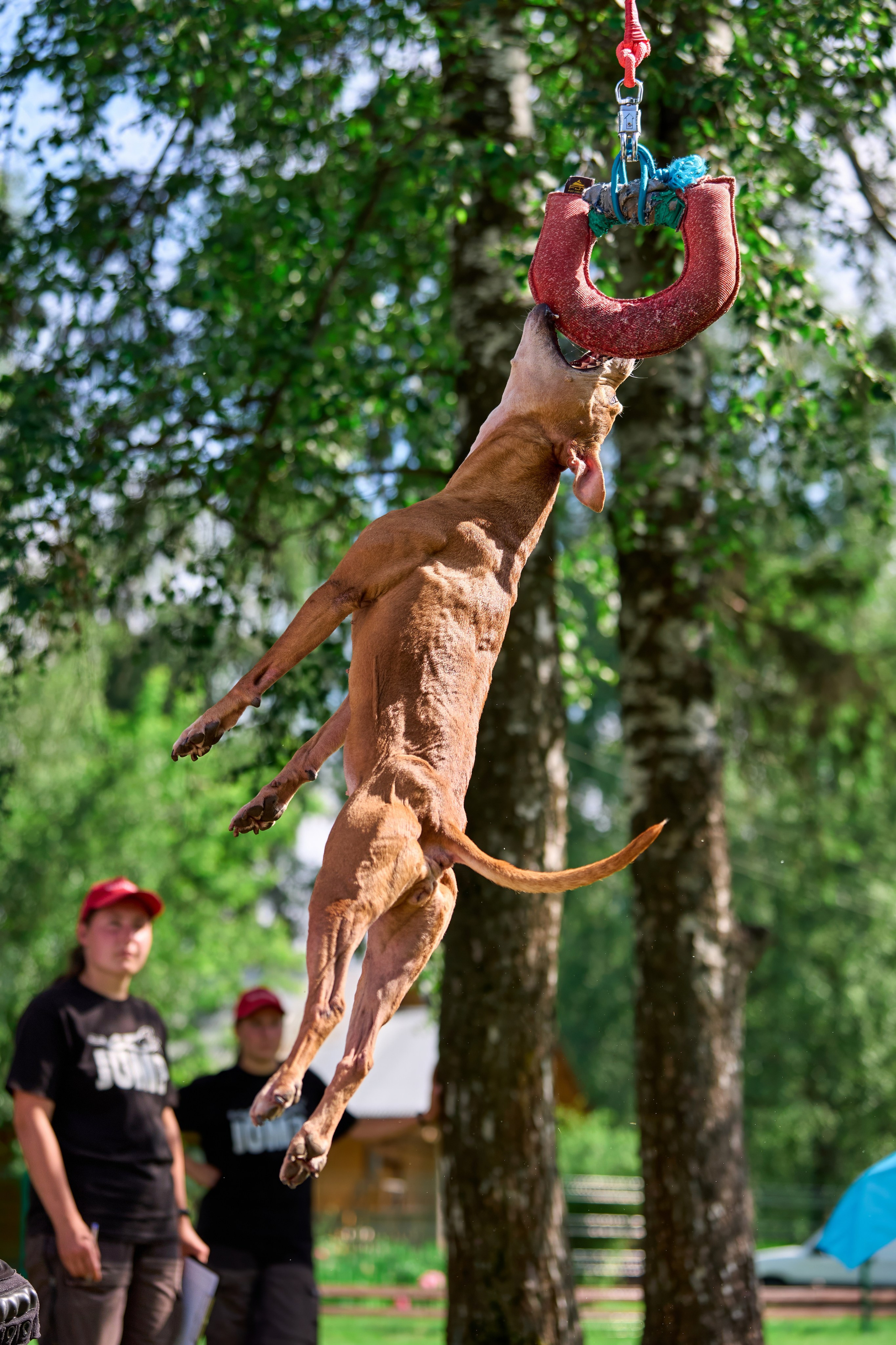 Двухдневные соревнования «Jump'n'Gym Fest — 2024». Фотограф-анималист Михаил Манухин