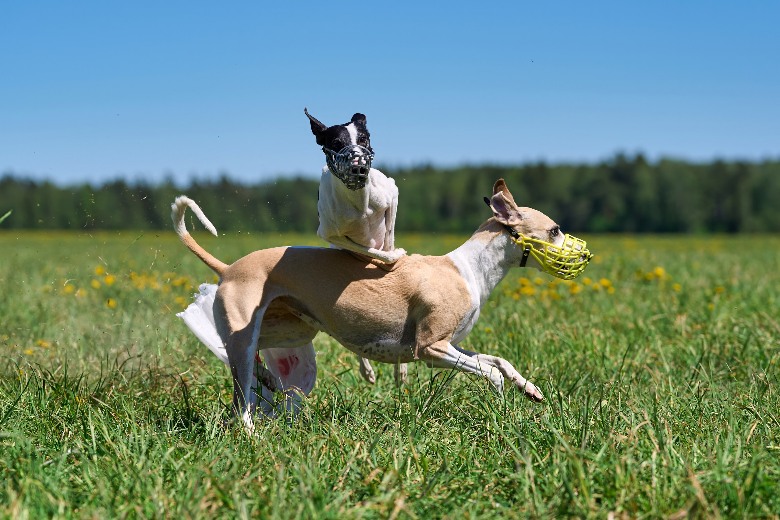 Тренировка по курсингу «на Ярославке». Фотограф-анималист Михаил Манухин