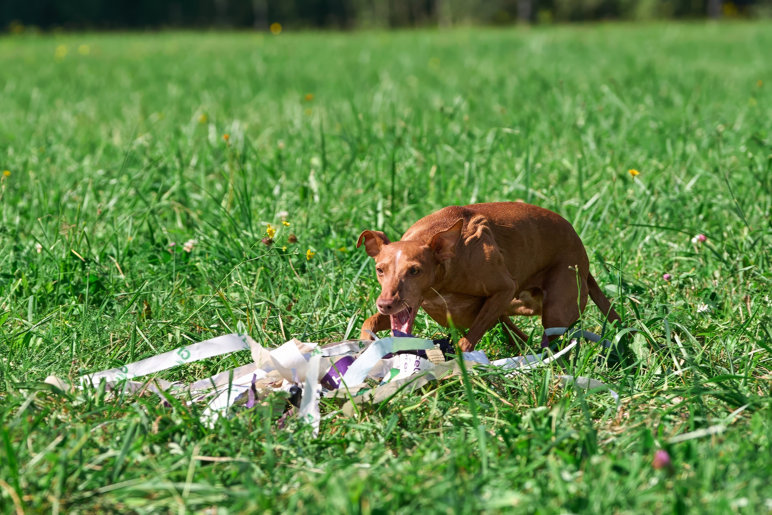 Тренировка в Донино. Фотограф-анималист Михаил Манухин