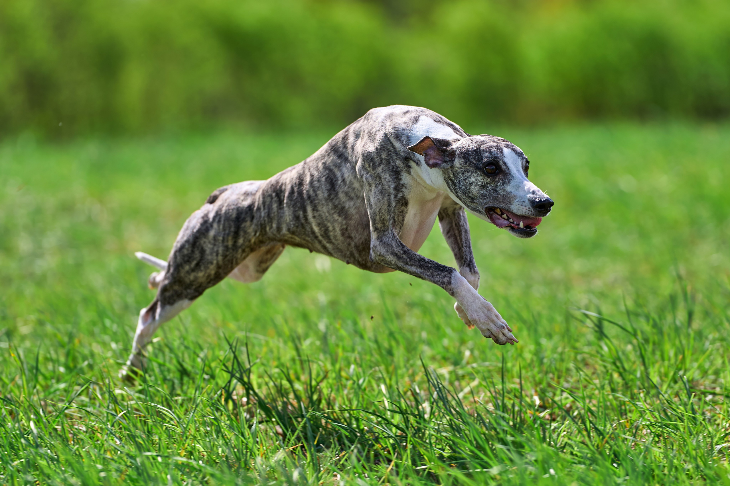 Тренировка по курсингу «на Ярославке». Фотограф-анималист Михаил Манухин