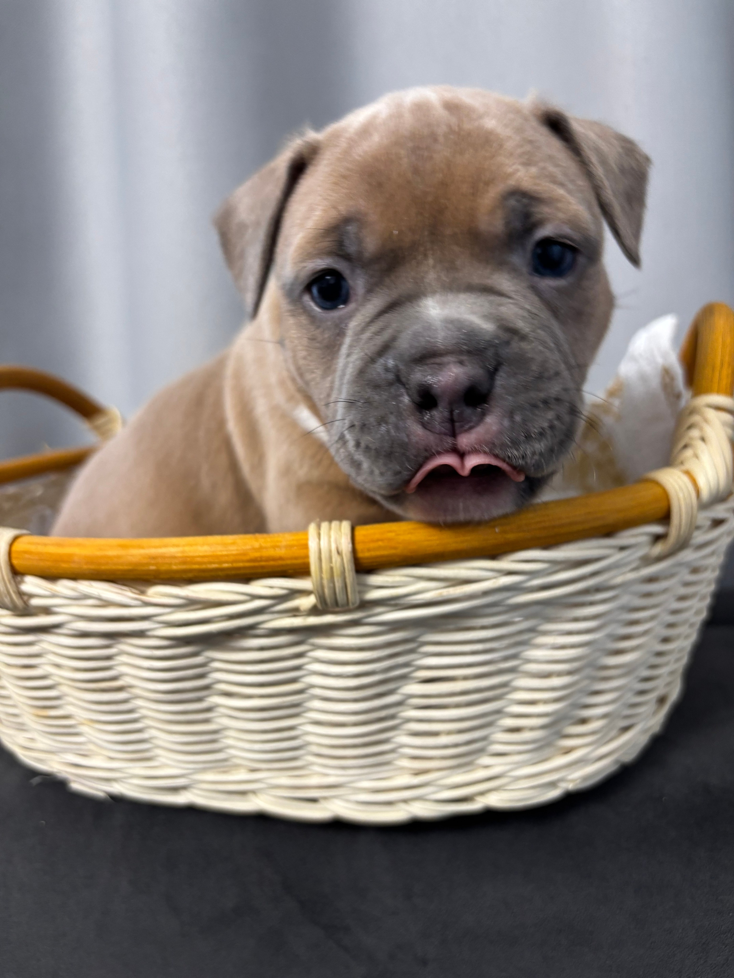 Помет Рич и Дося 04.02.25. Американский Булли в г. Ростов-на-Дону. Питомник THE POWER OF SIBERIA