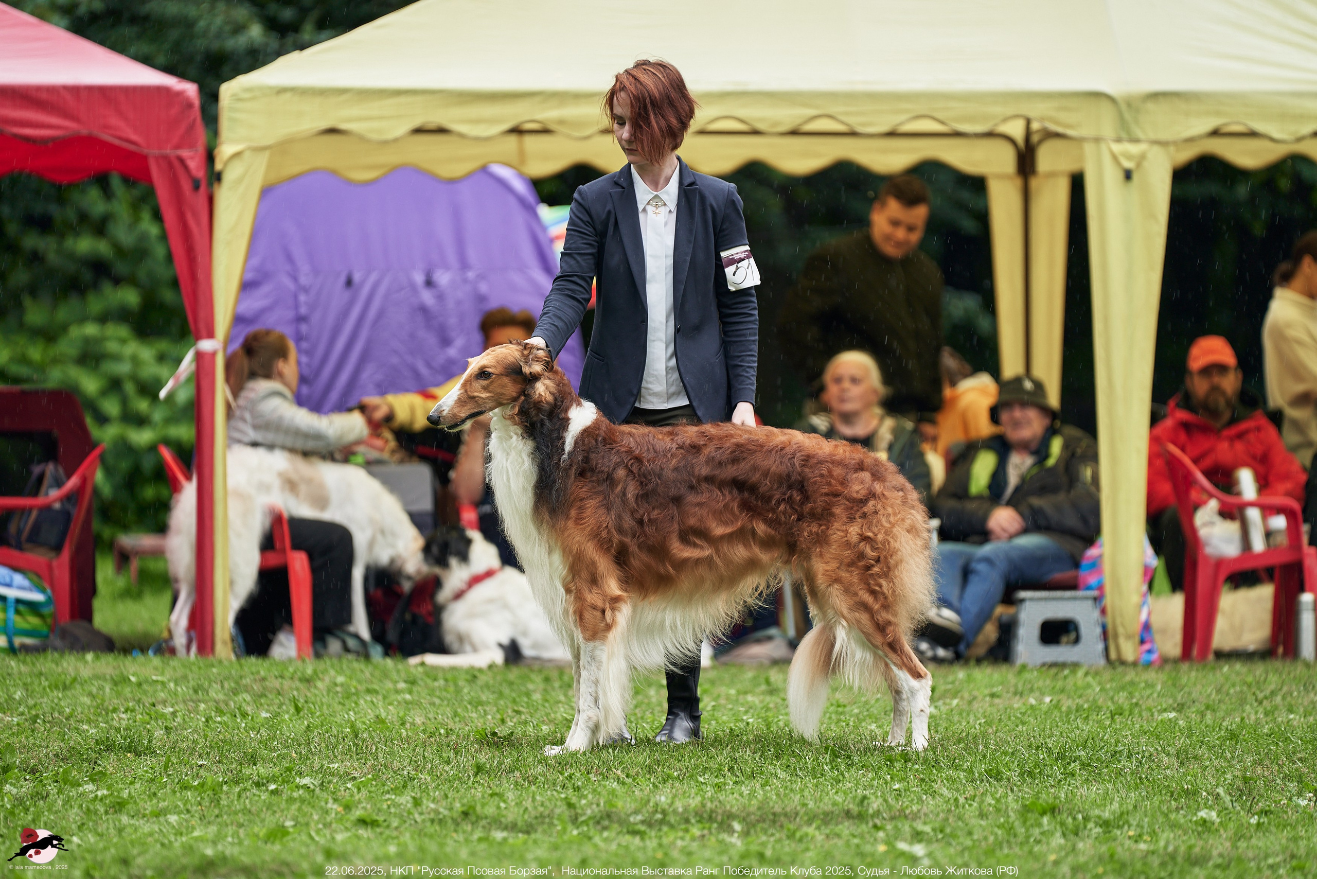 22.06.2025 | Национальная Выставка НКП "Русская Псовая Борзая"