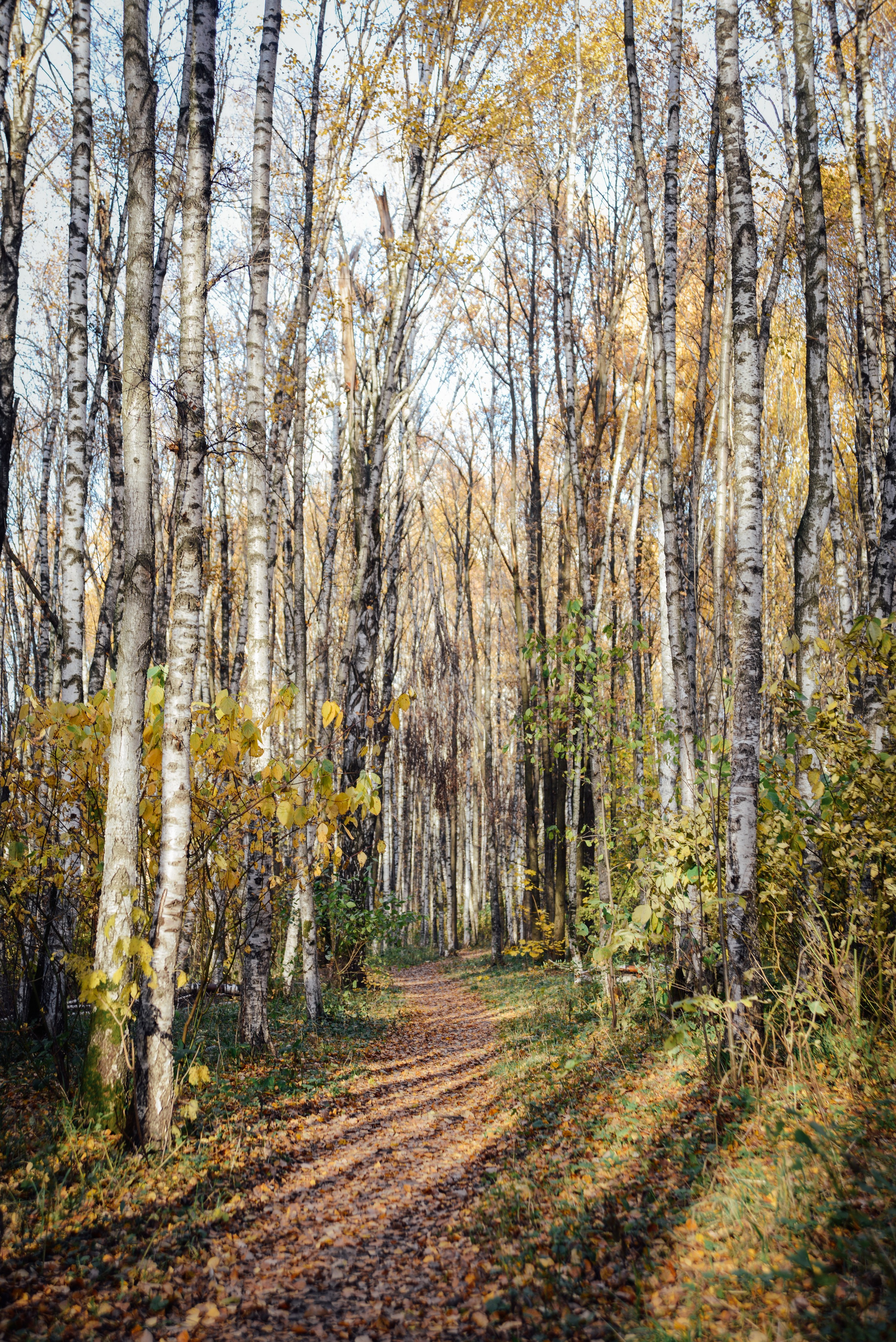 Прогулка в осеннем лесу в парке