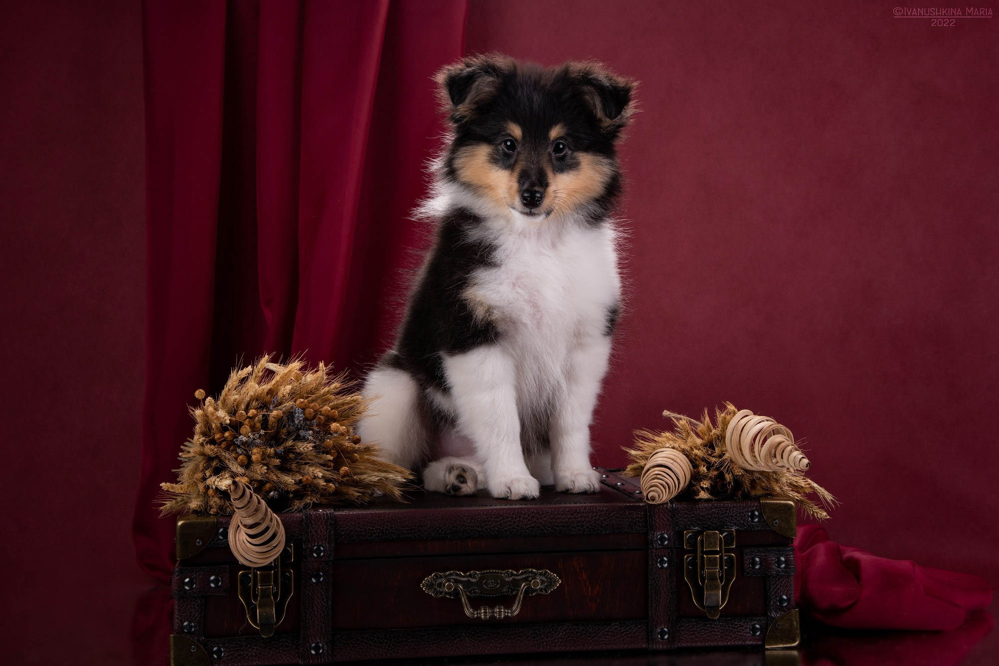 Фотосессия щенков на фонах. Фотограф собак в Москве и Московской области Иванушкина Мария