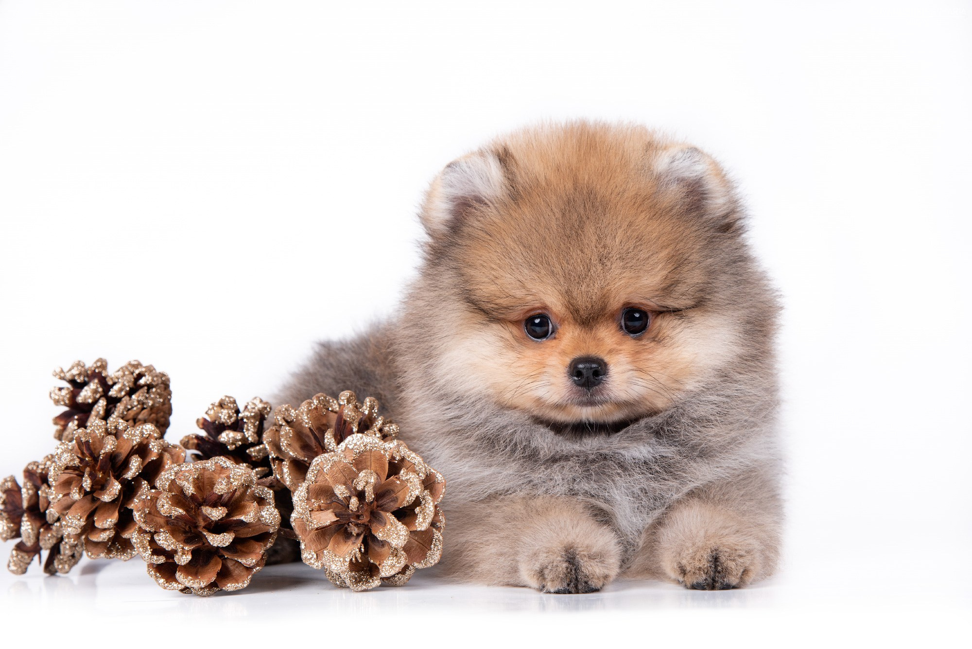 Фотосессия щенков на фонах. Фотограф собак в Москве и Московской области Иванушкина Мария