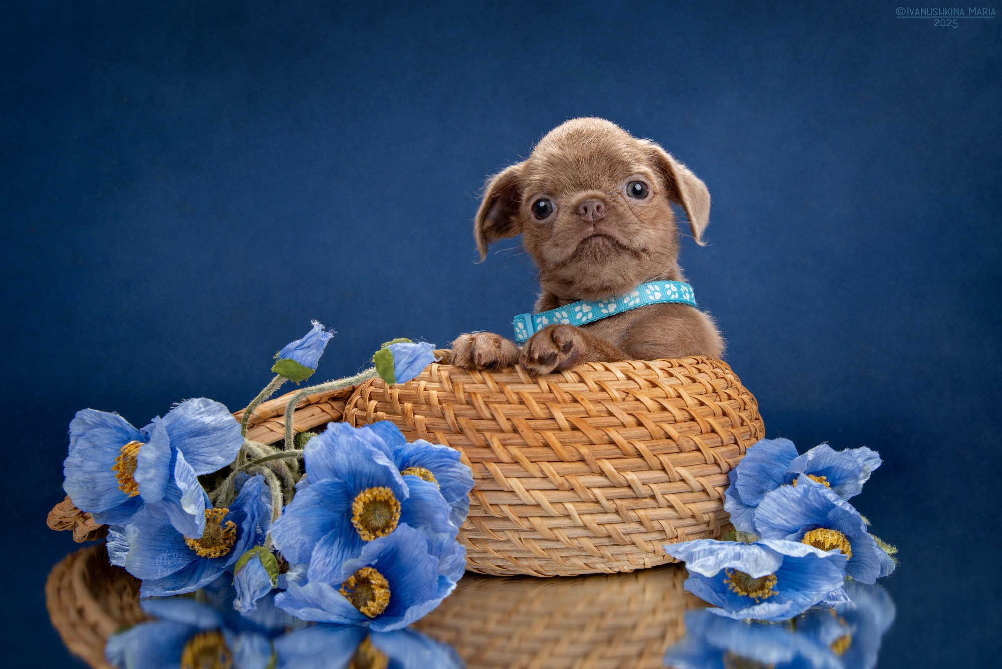 Фотосессия щенков на фонах. Фотограф собак в Москве и Московской области Иванушкина Мария