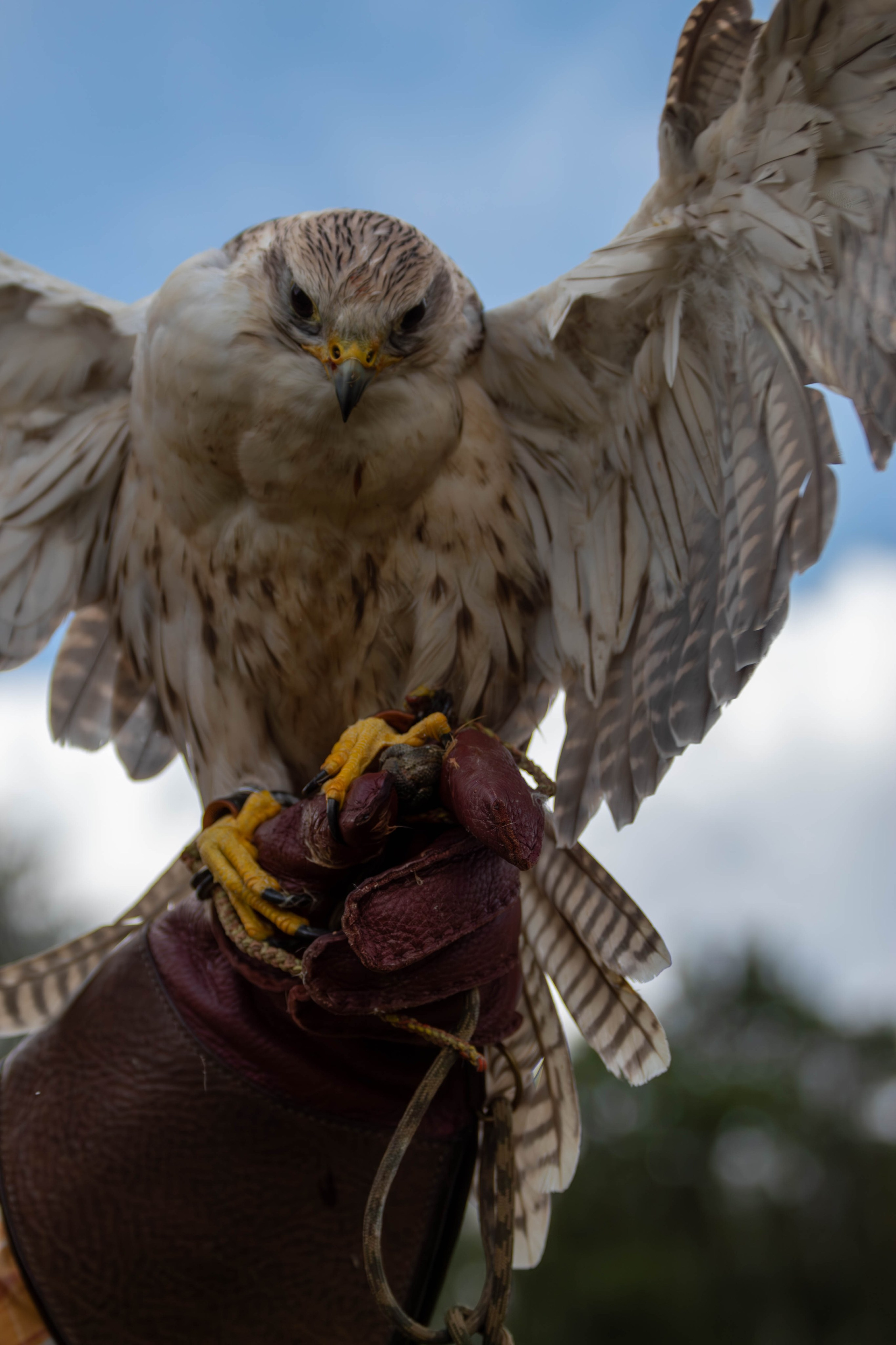 Охота как искусство Ясная поляна. Фотограф анималист — Тула, Москва
