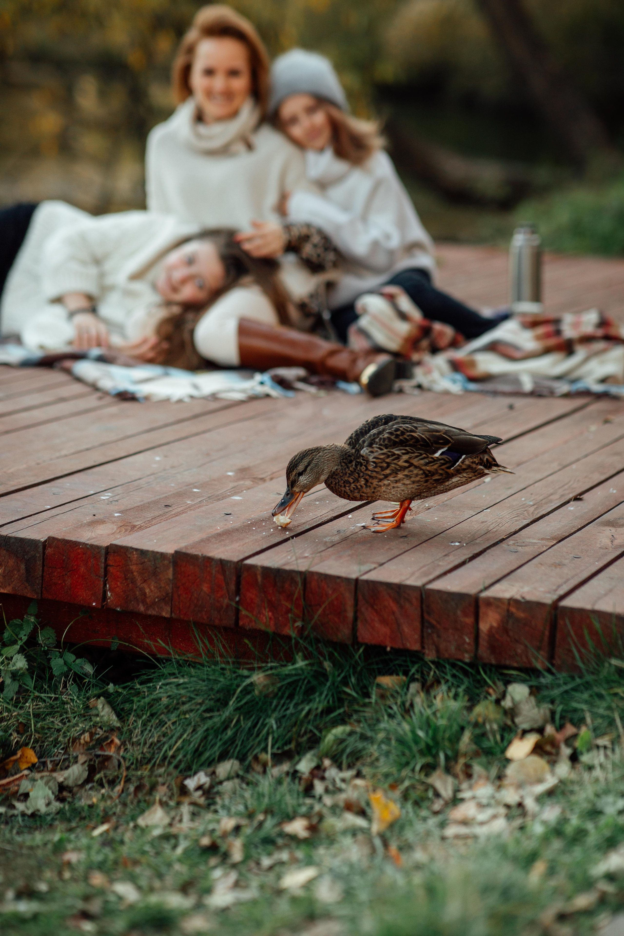 Семья Гутарович