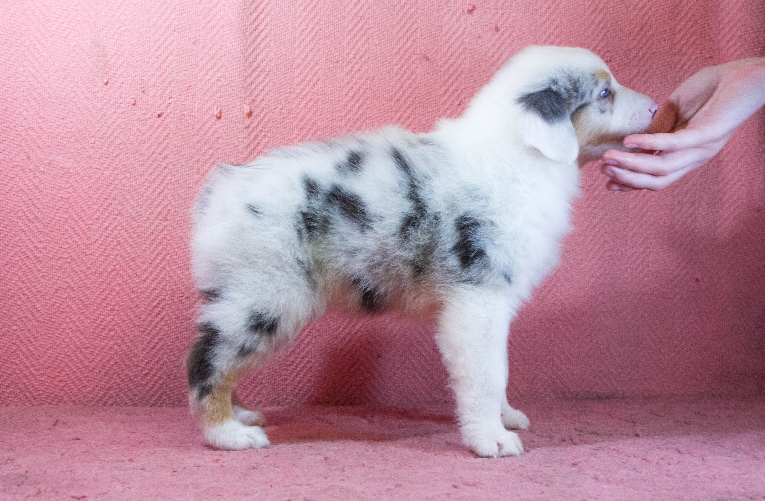 Кайса. BLGKV питомник собак