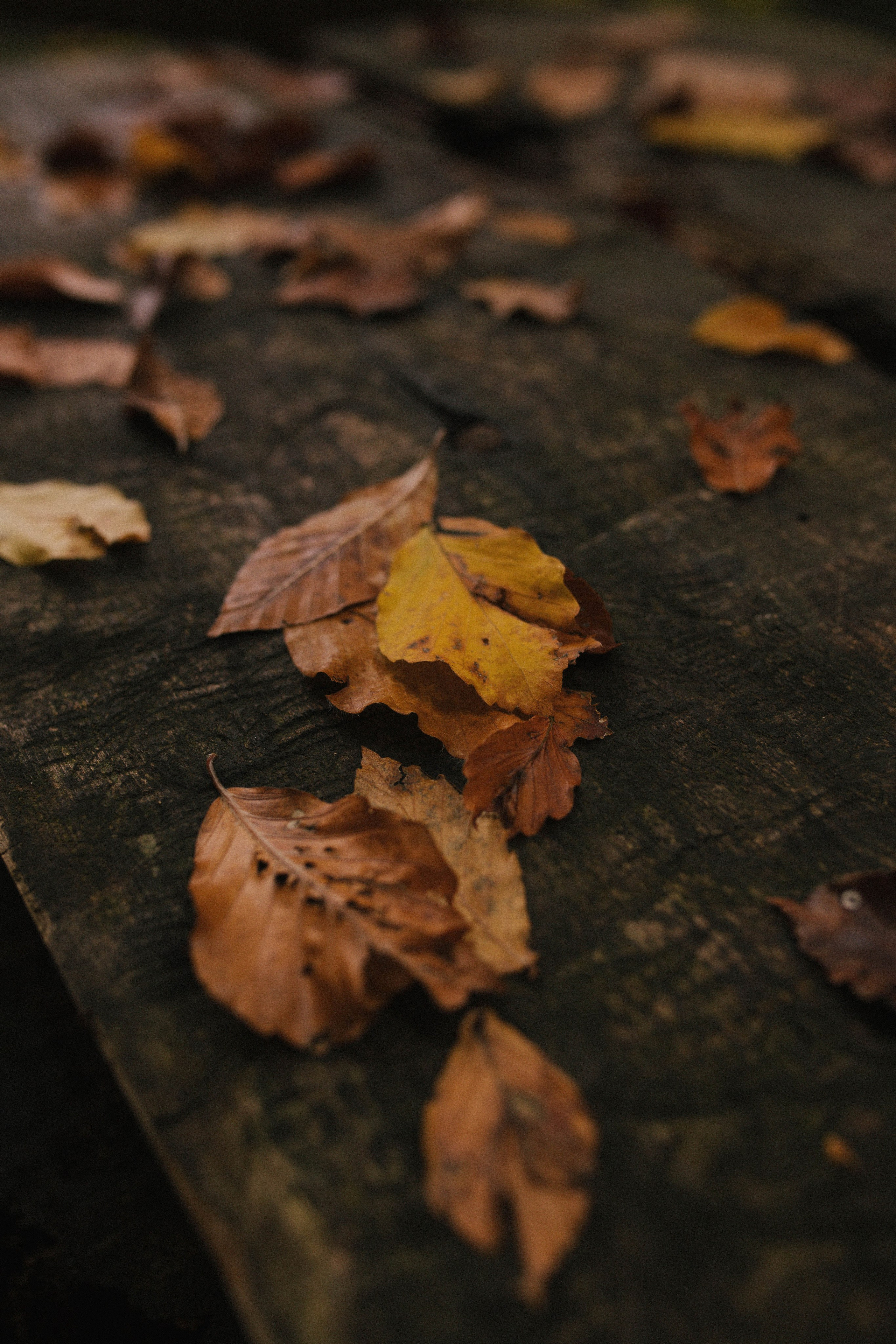 Фотограф Каролина