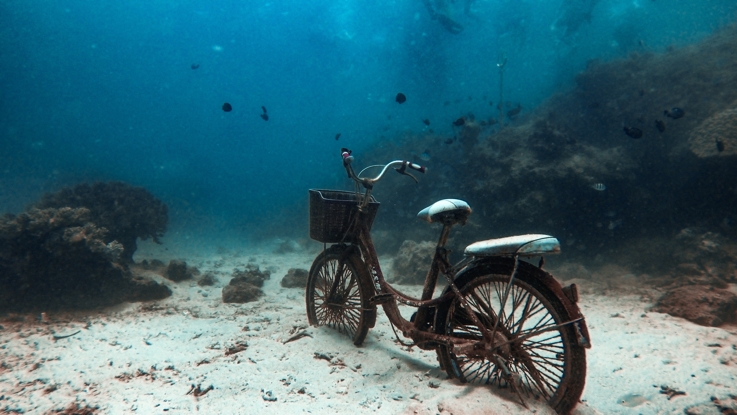 Дайвинг во Вьетнаме