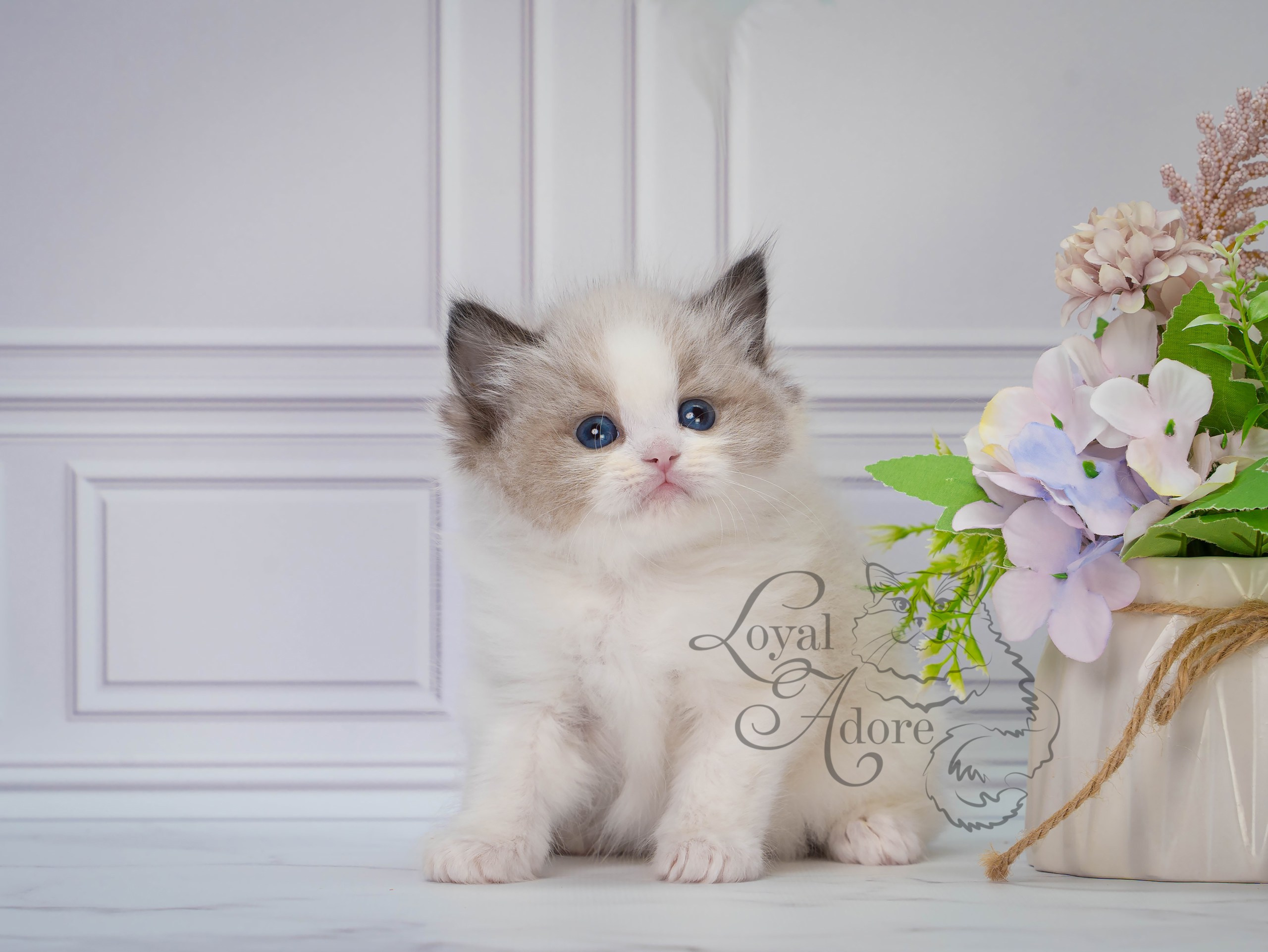 Котята рэгдолл от Loyal Adore. Питомник рэгдолл Loyal Adore