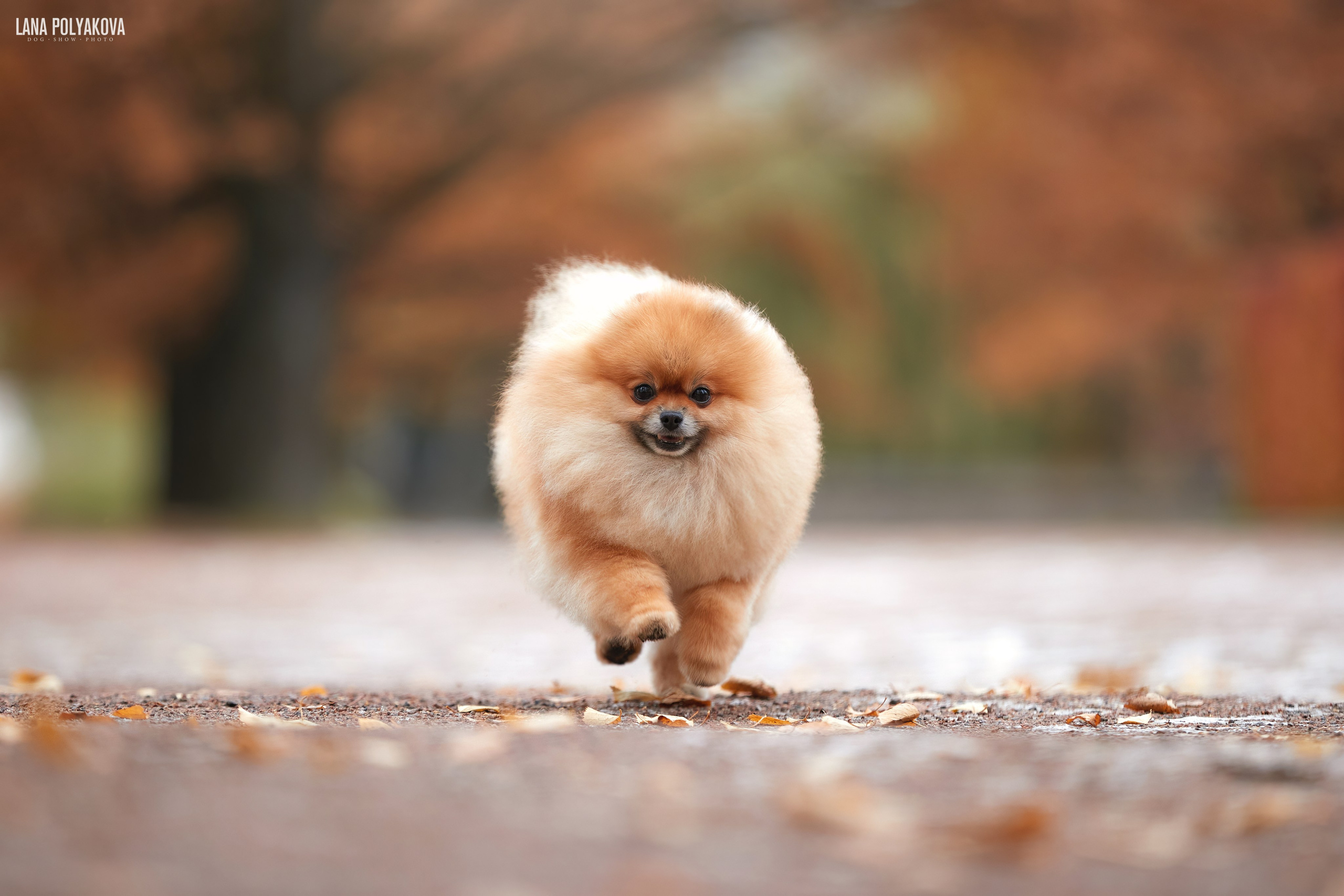 ВЫЕЗДНЫЕ ФОТОСЕССИИ СОБАК. ФОТОГРАФ-АНИМАЛИСТ l LANA POLYAKOVA